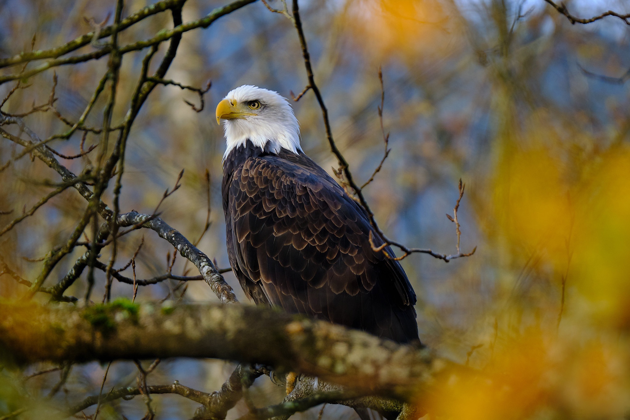 Handy-Wallpaper Tiere, Vögel, Vogel, Weißkopfseeadler, Raubvogel kostenlos herunterladen.