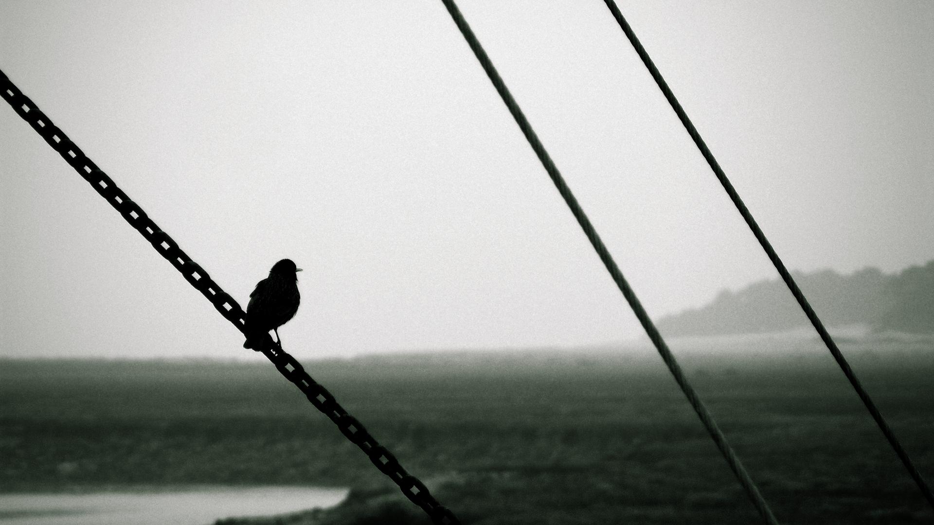 Baixe gratuitamente a imagem Animais, Aves, Pássaro na área de trabalho do seu PC