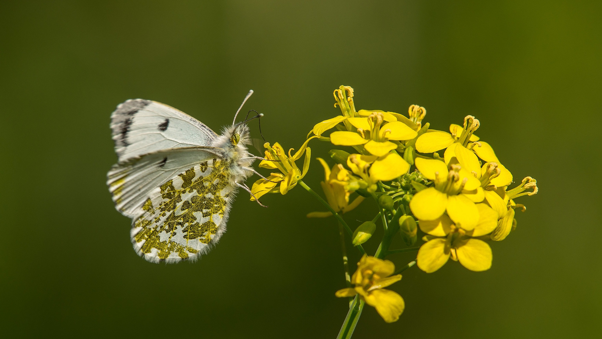 Laden Sie das Tiere, Schmetterlinge, Makro, Insekt, Gelbe Blume-Bild kostenlos auf Ihren PC-Desktop herunter