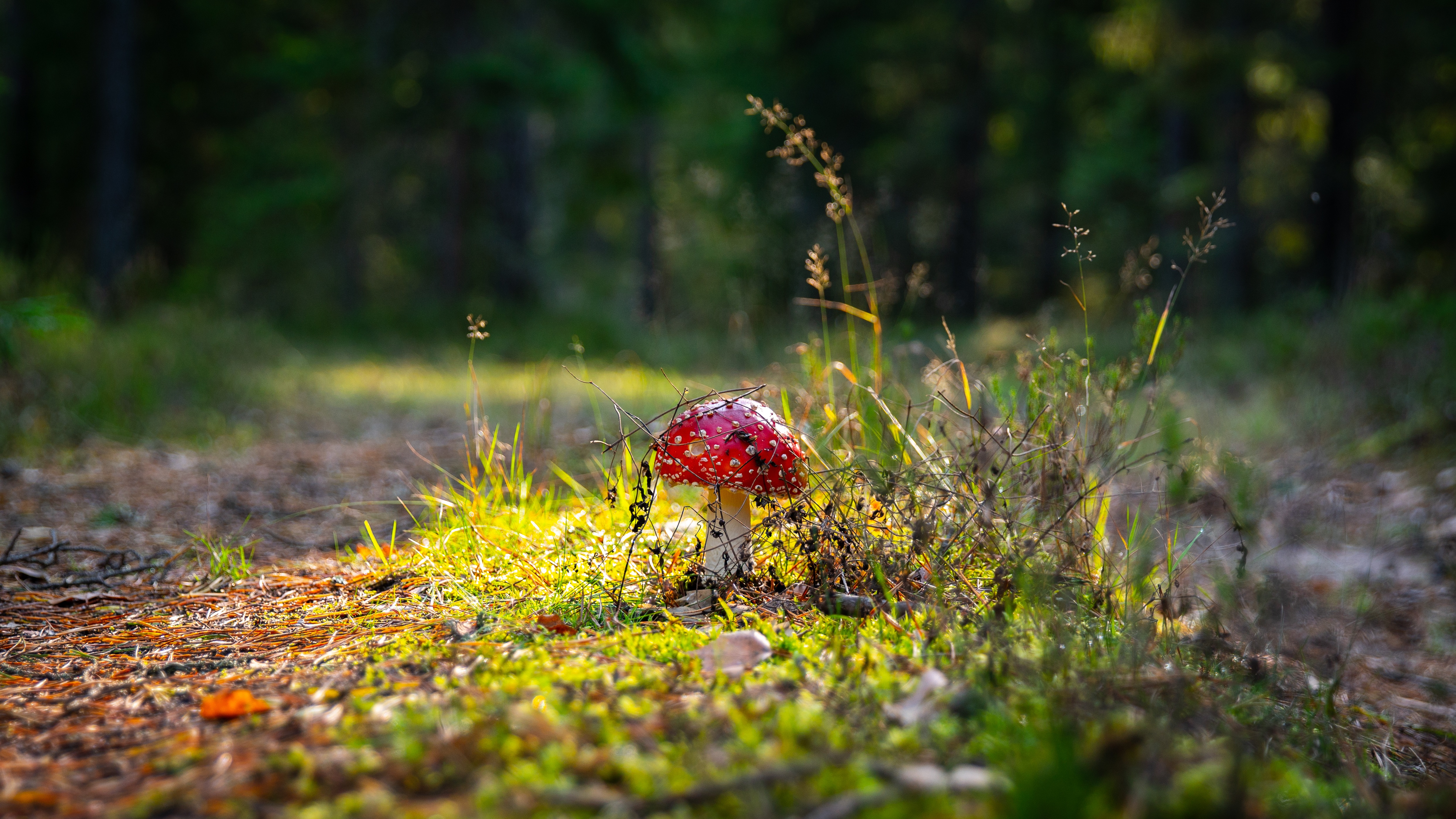 mushroom, autumn, nature, grass, forest, fly agaric Full HD