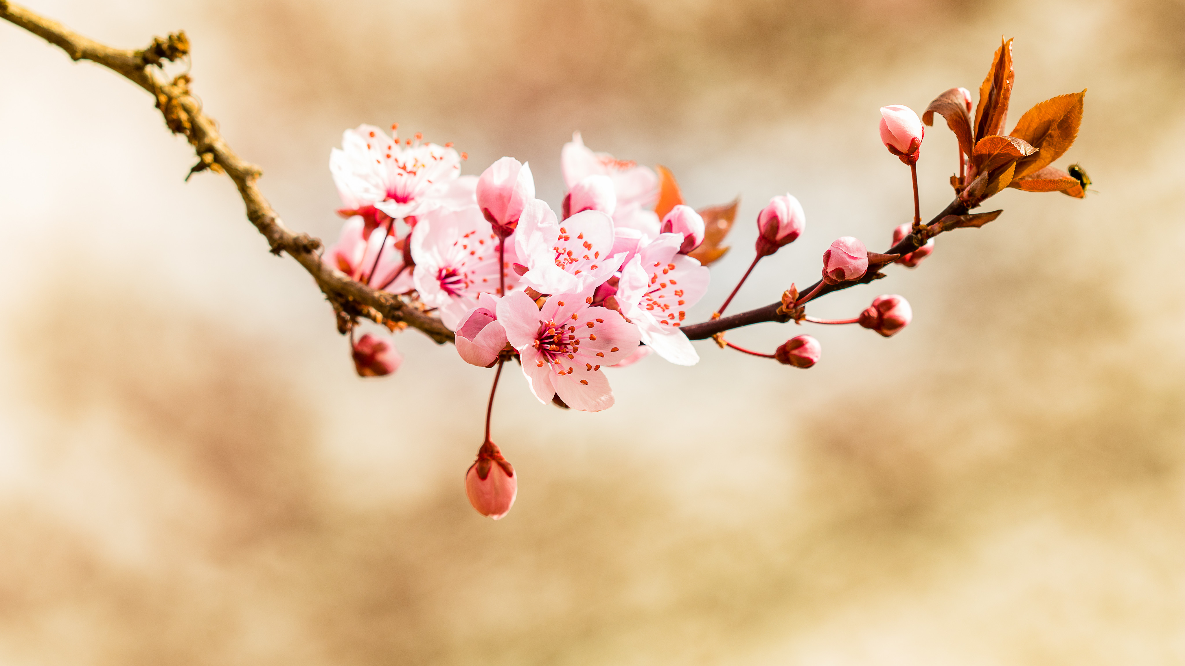 無料モバイル壁紙花, つぼみ, 蕾, 咲く, フラワーズ, 開花, 春をダウンロードします。