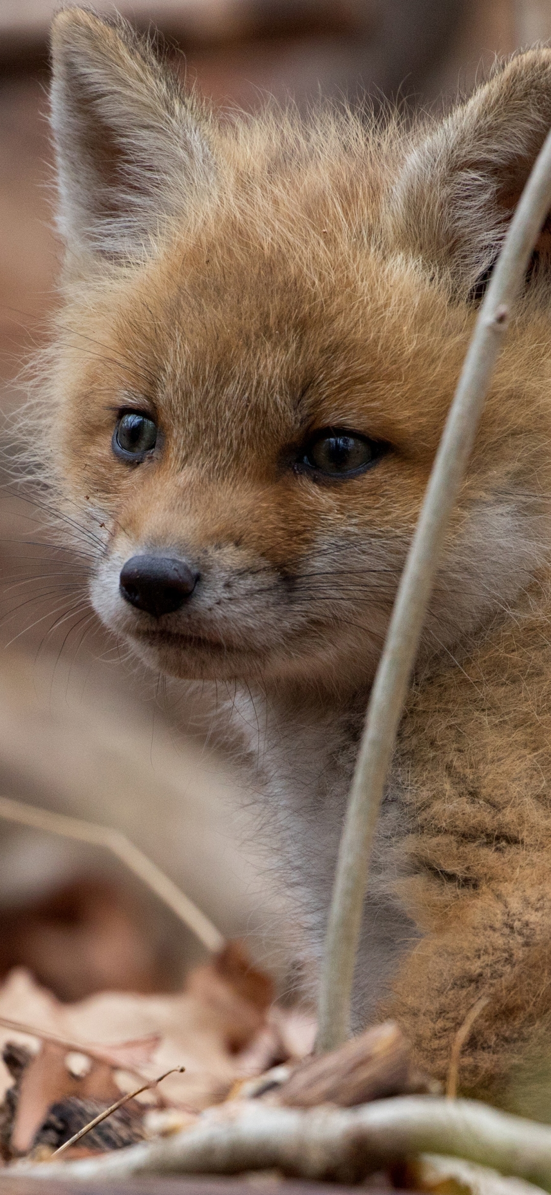 Handy-Wallpaper Tiere, Fuchs, Tierbaby, Jungtier kostenlos herunterladen.