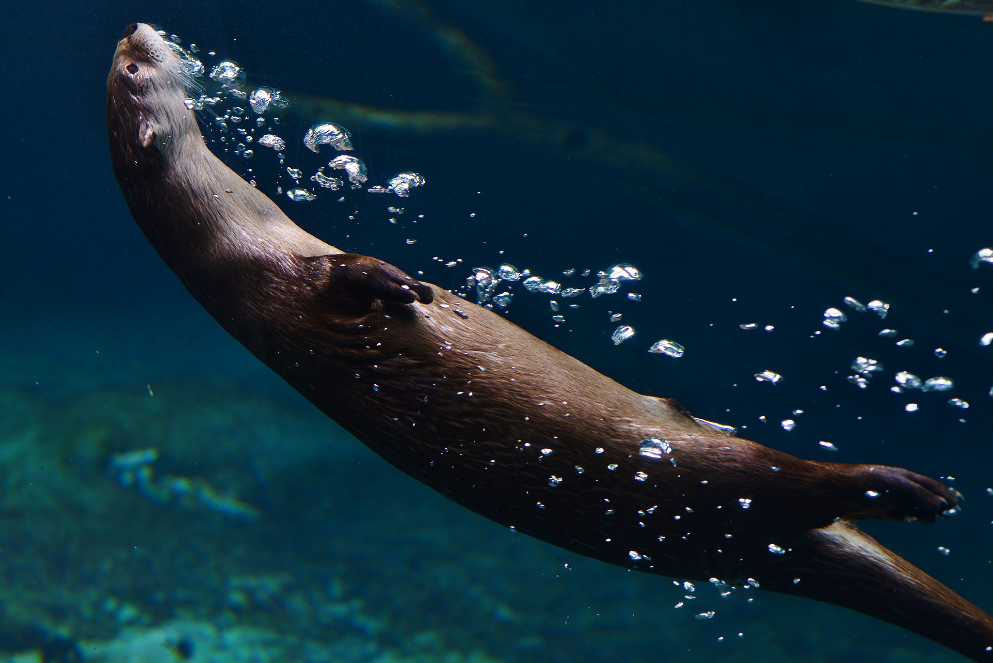 Free download wallpaper Animal, Otter, Underwater on your PC desktop