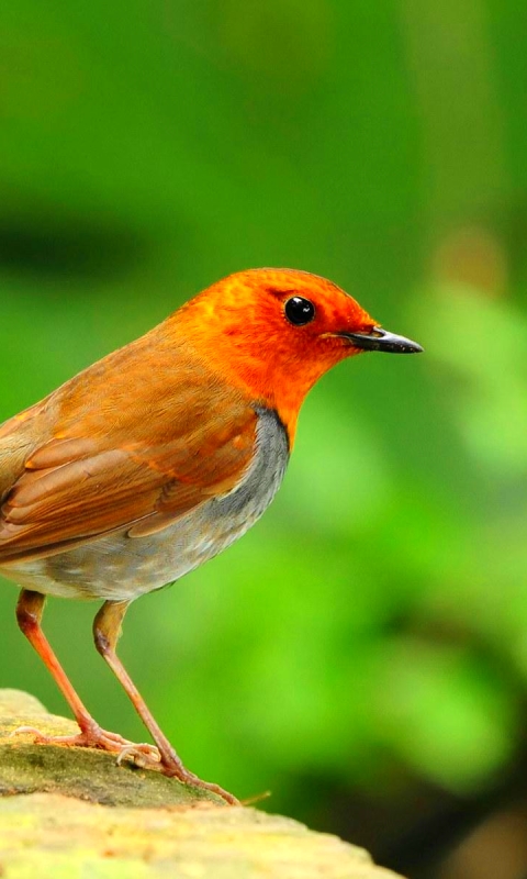 Descarga gratuita de fondo de pantalla para móvil de Animales, Aves, Zorzal Robín.