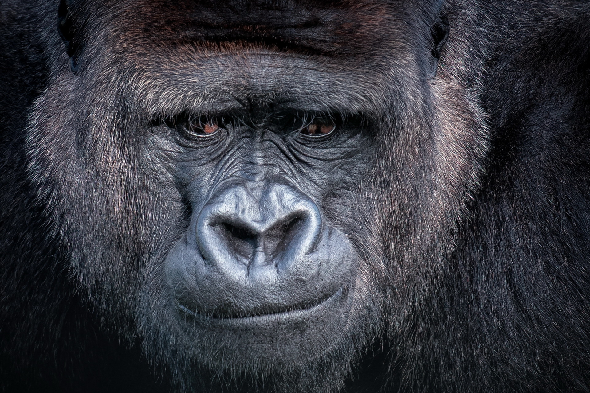 372978 Bild herunterladen tiere, gorilla, affe, affen - Hintergrundbilder und Bildschirmschoner kostenlos