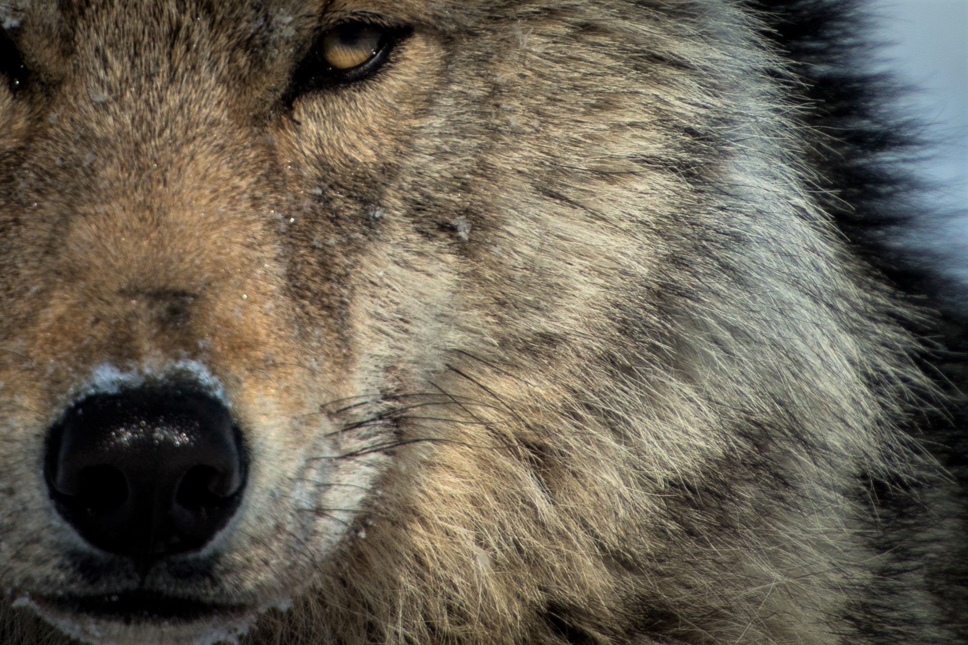 無料モバイル壁紙動物, オオカミ, 閉じる, 狼, 顔をダウンロードします。
