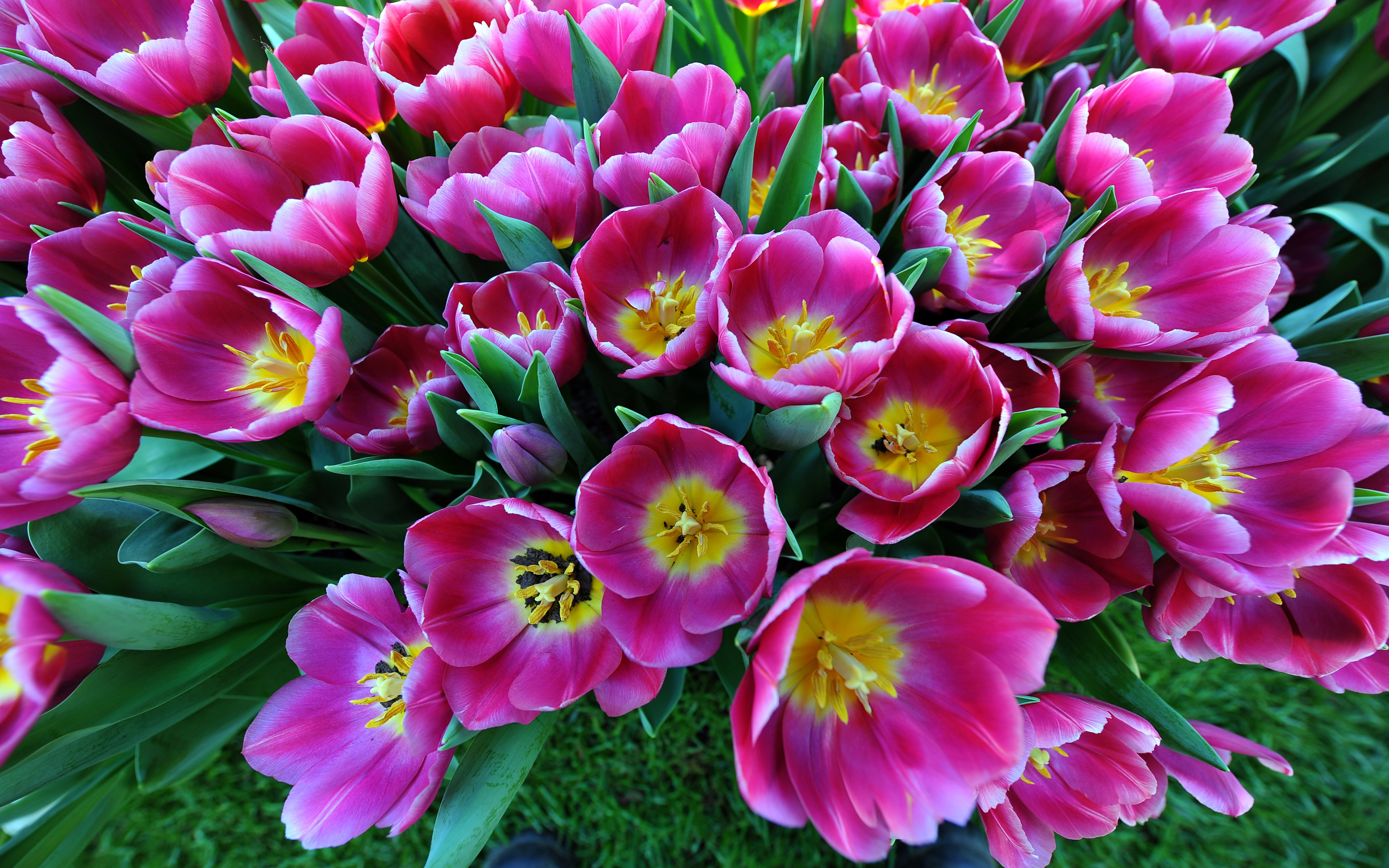 Download mobile wallpaper Flowers, Flower, Earth, Tulip, Pink Flower for free.