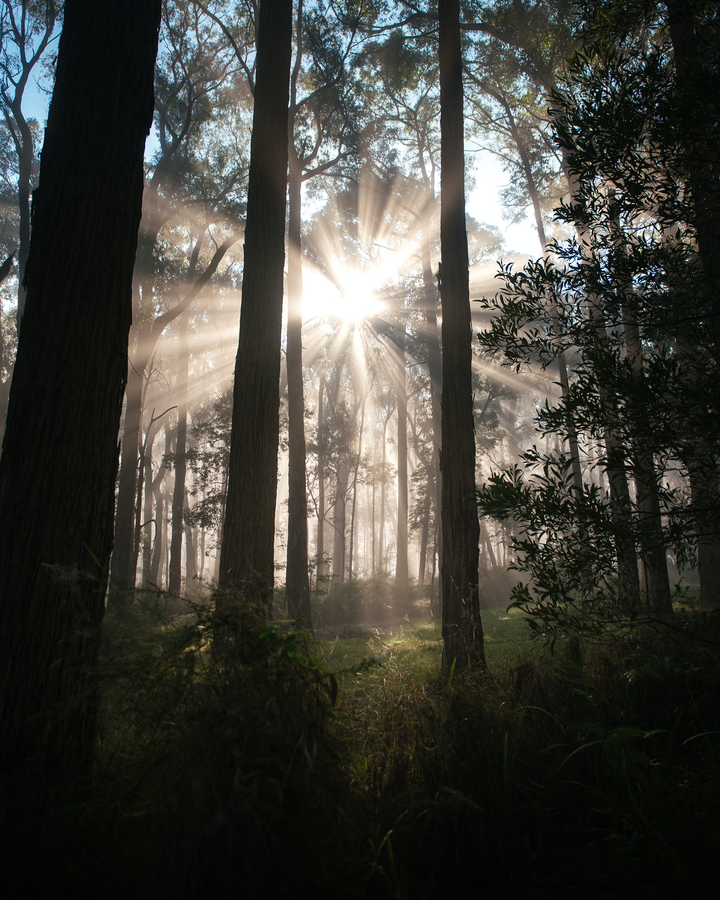 Free download wallpaper Nature, Trees, Grass, Sun, Rays, Beams, Forest on your PC desktop