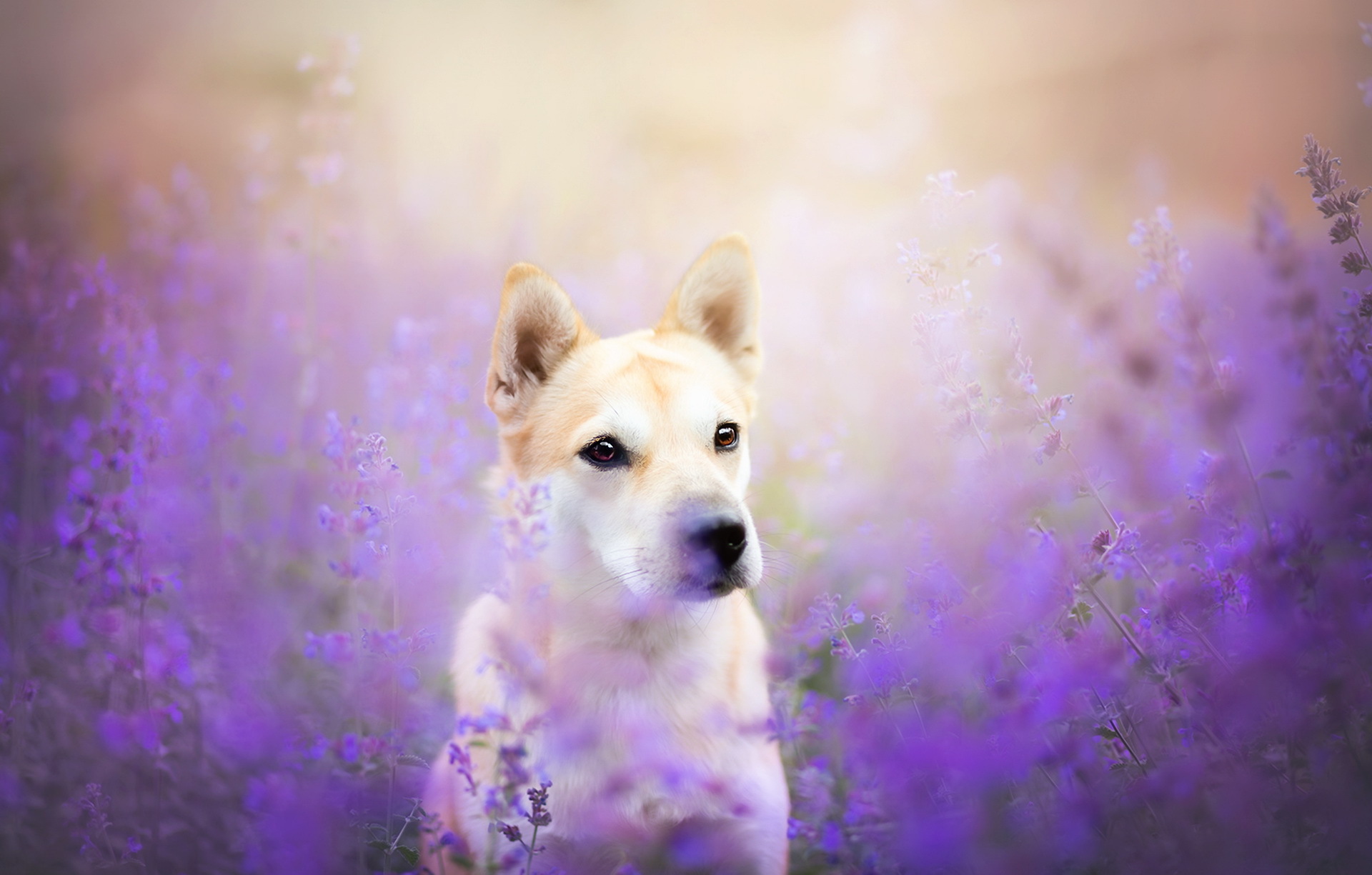 Handy-Wallpaper Tiere, Hunde, Blume, Hund, Shiba Inu kostenlos herunterladen.