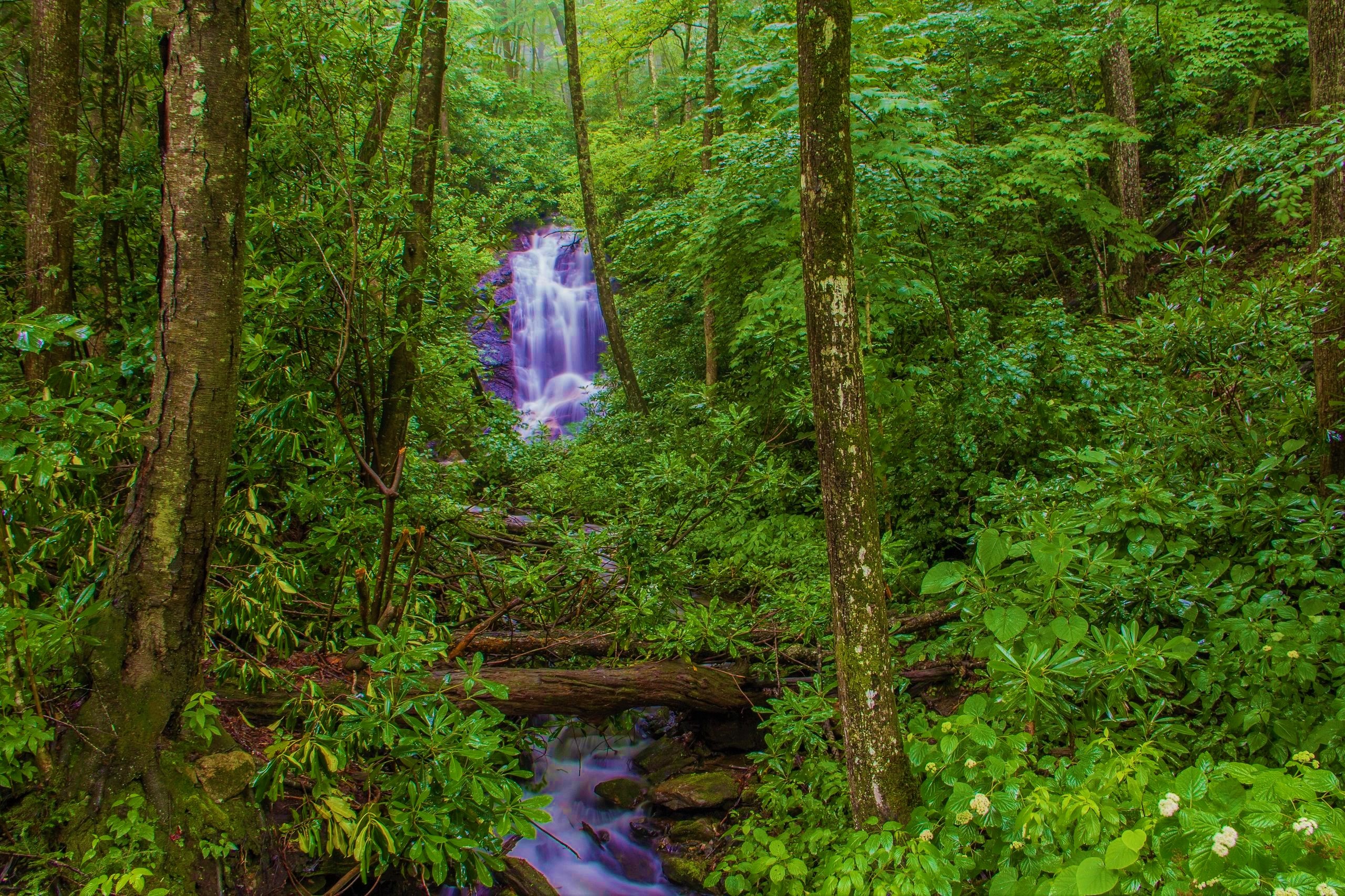Free download wallpaper Waterfalls, Waterfall, Forest, Earth, Stream, Log on your PC desktop
