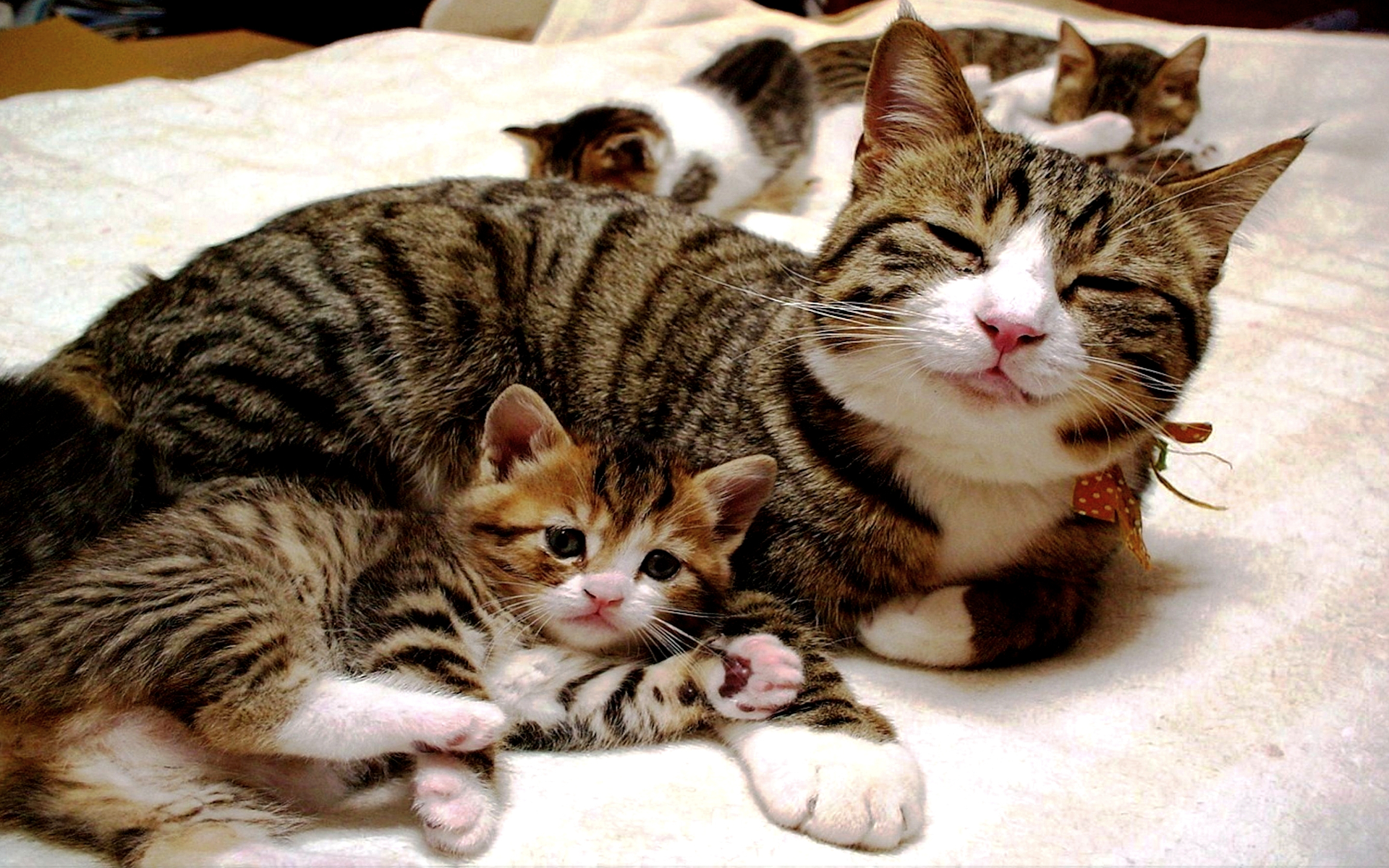 Download mobile wallpaper Cats, Love, Cat, Kitten, Animal for free.