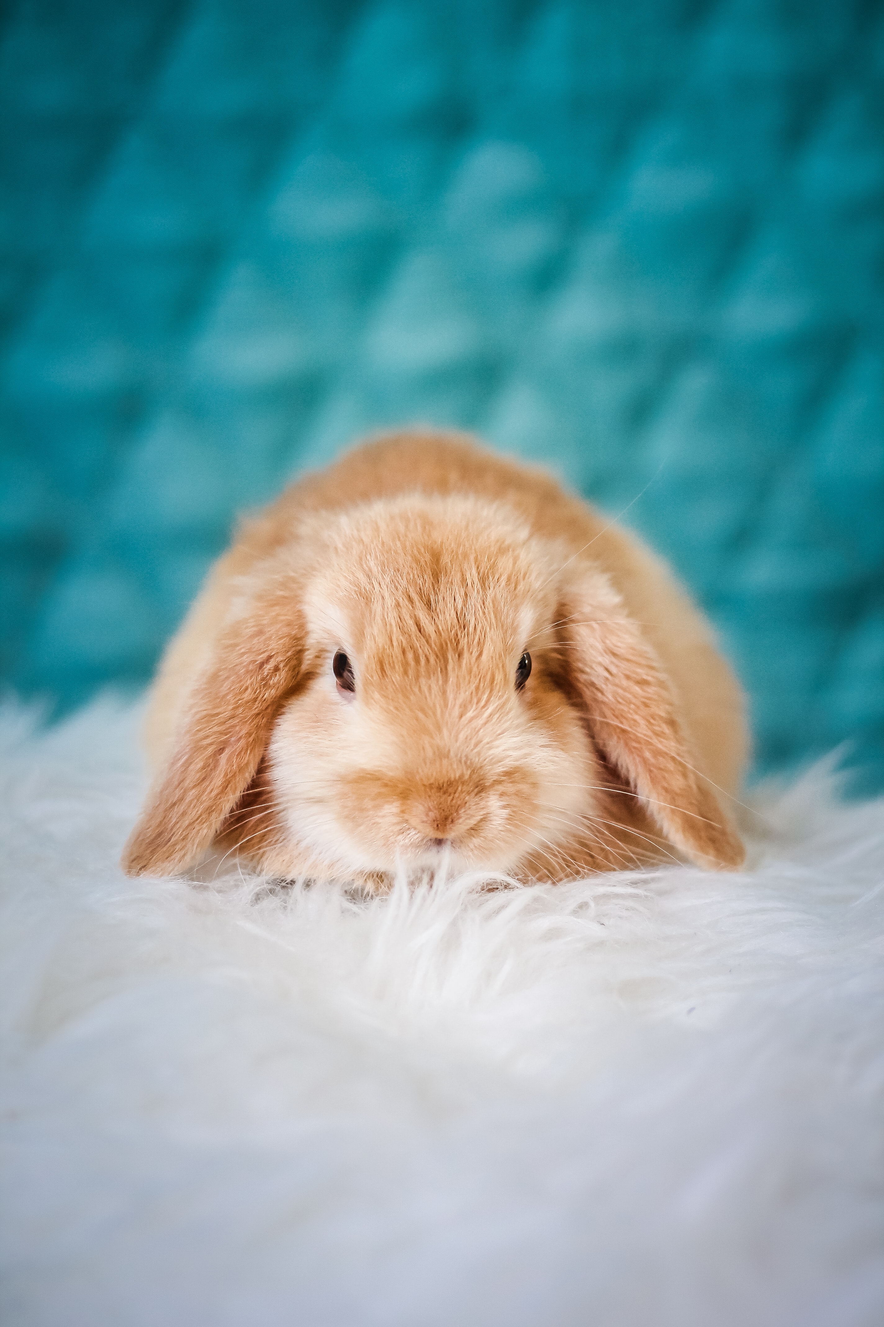 Free download wallpaper Animals, Fluffy, Pet, Sweetheart, Nice, Rabbit on your PC desktop