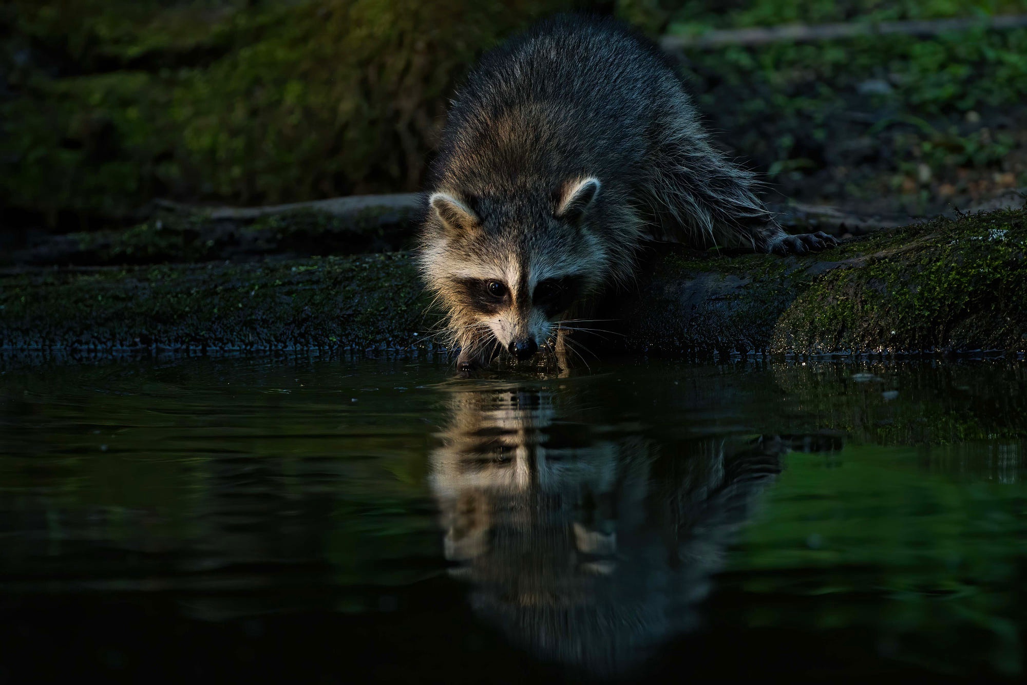 Free download wallpaper Reflection, Animal, Raccoon on your PC desktop