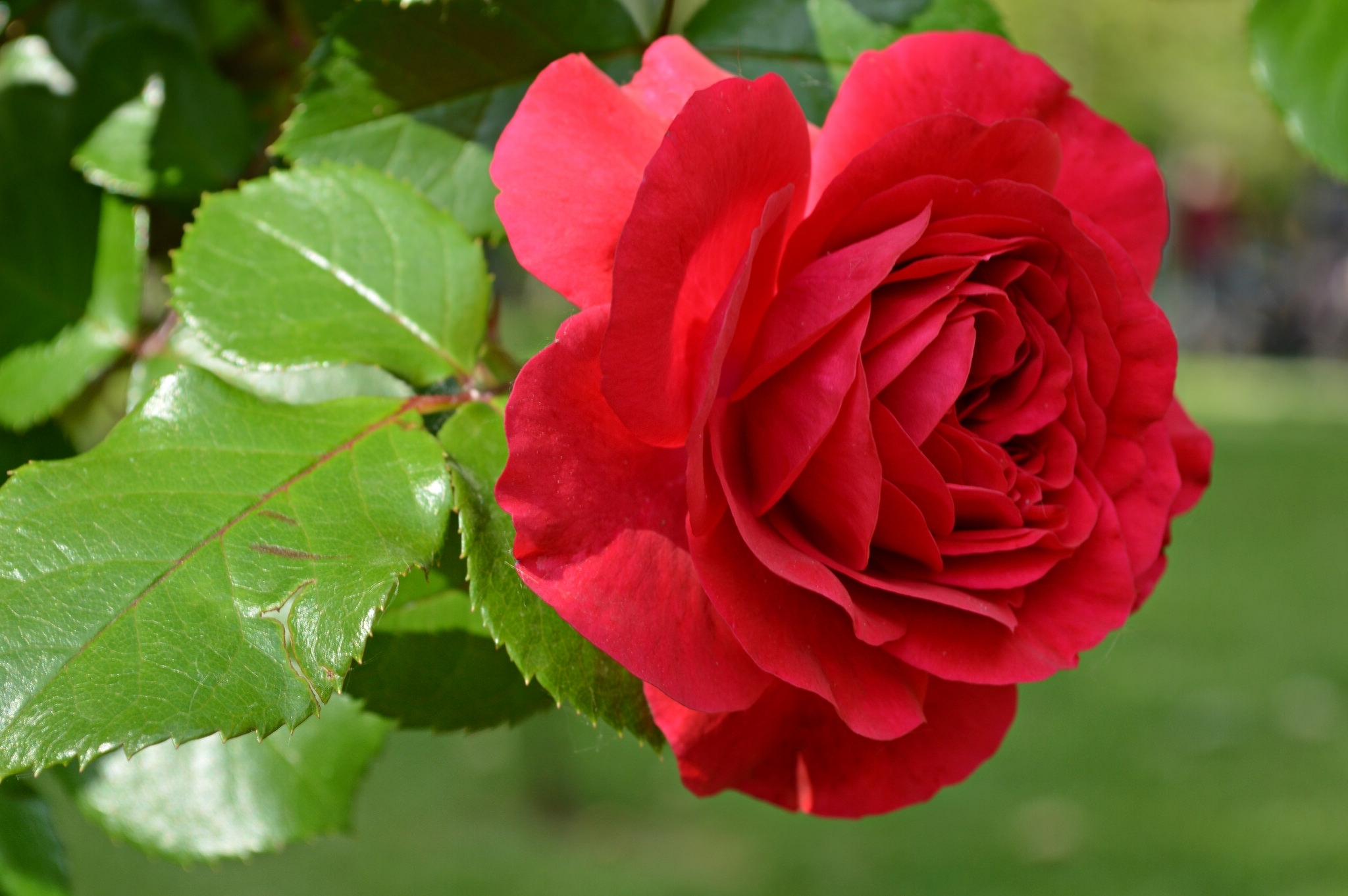 Descarga gratuita de fondo de pantalla para móvil de Flores, Rosa, Flor, Pétalo, Flor Roja, Tierra/naturaleza, Macrofotografía.