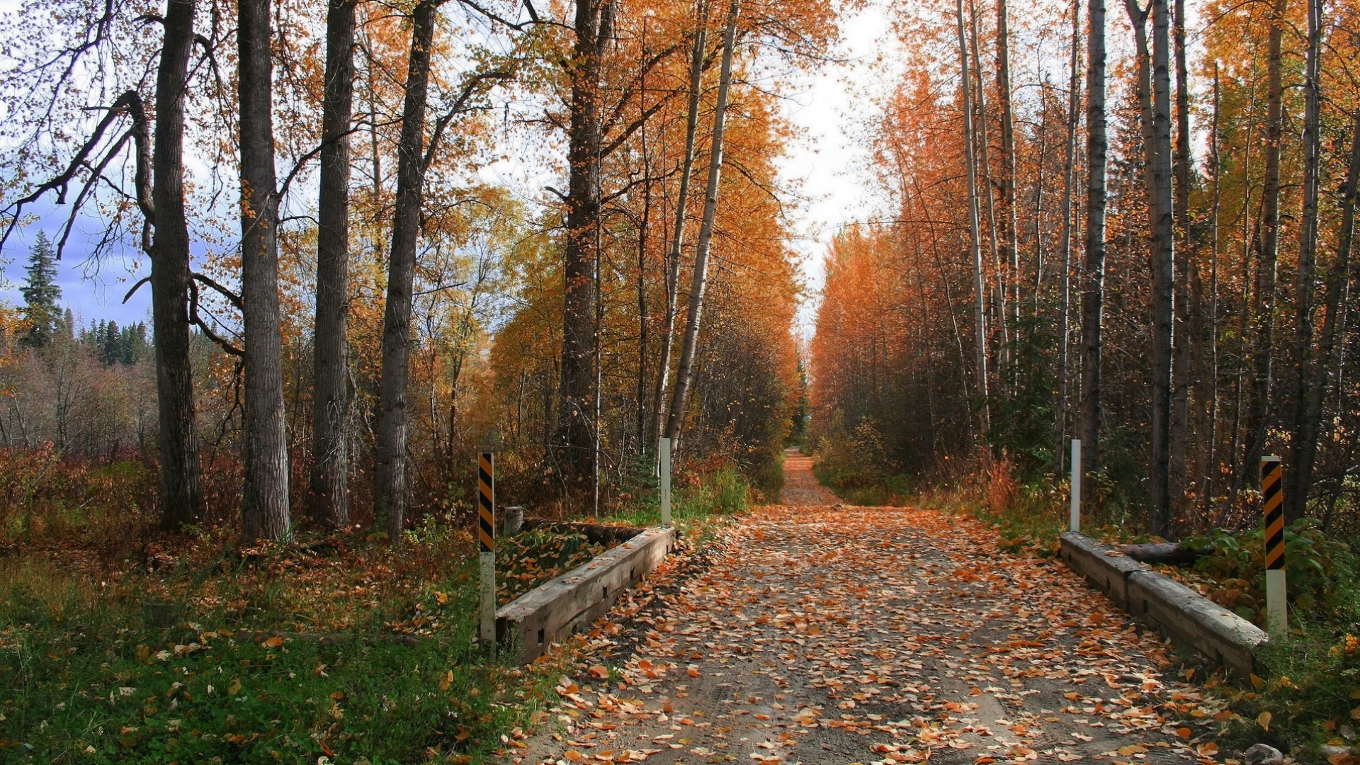 無料モバイル壁紙木, 道路, 風景, オレンジ, 秋をダウンロードします。
