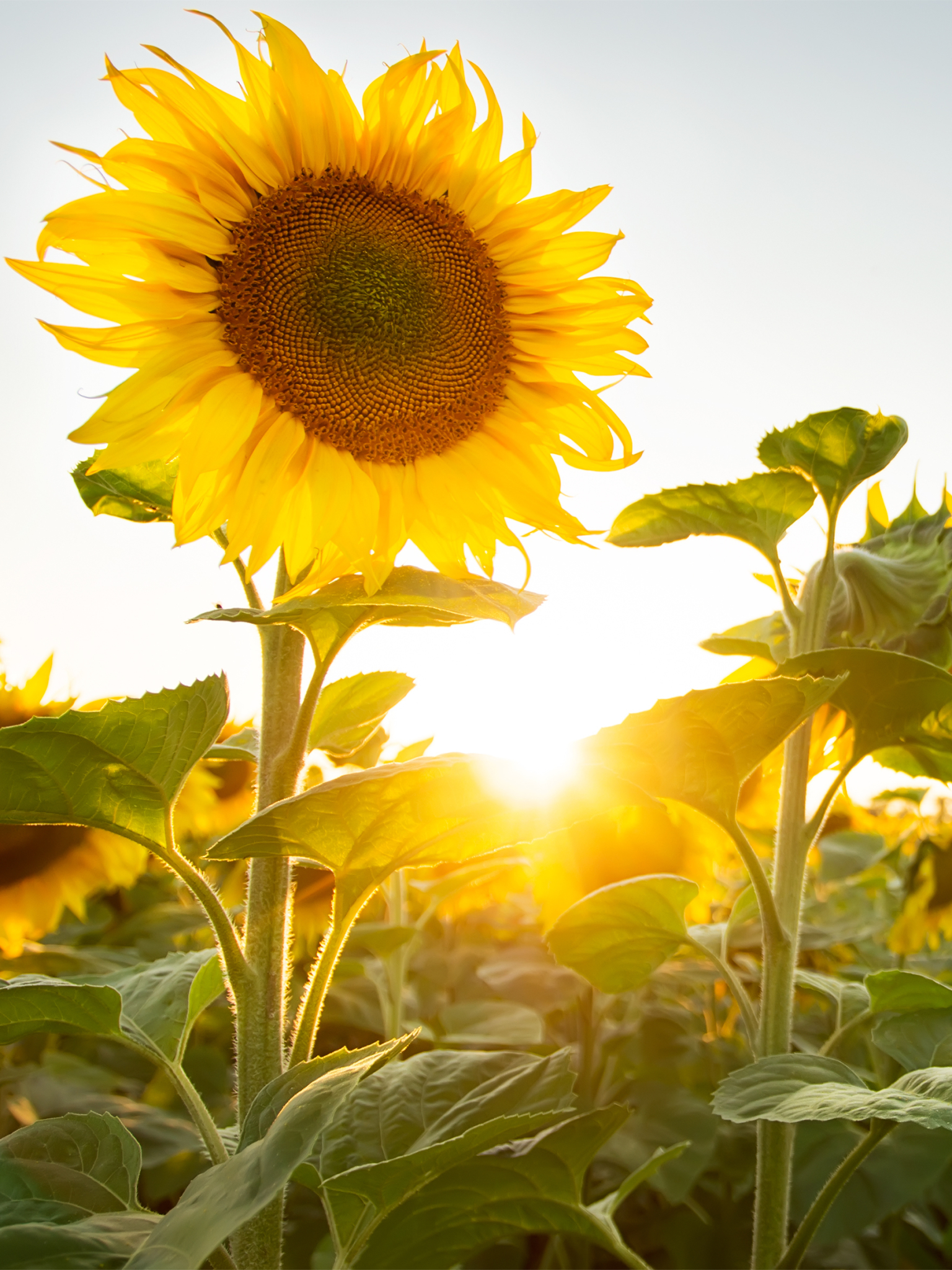 Descarga gratuita de fondo de pantalla para móvil de Naturaleza, Flores, Verano, Girasol, Flor Amarilla, Tierra/naturaleza, El Verano.