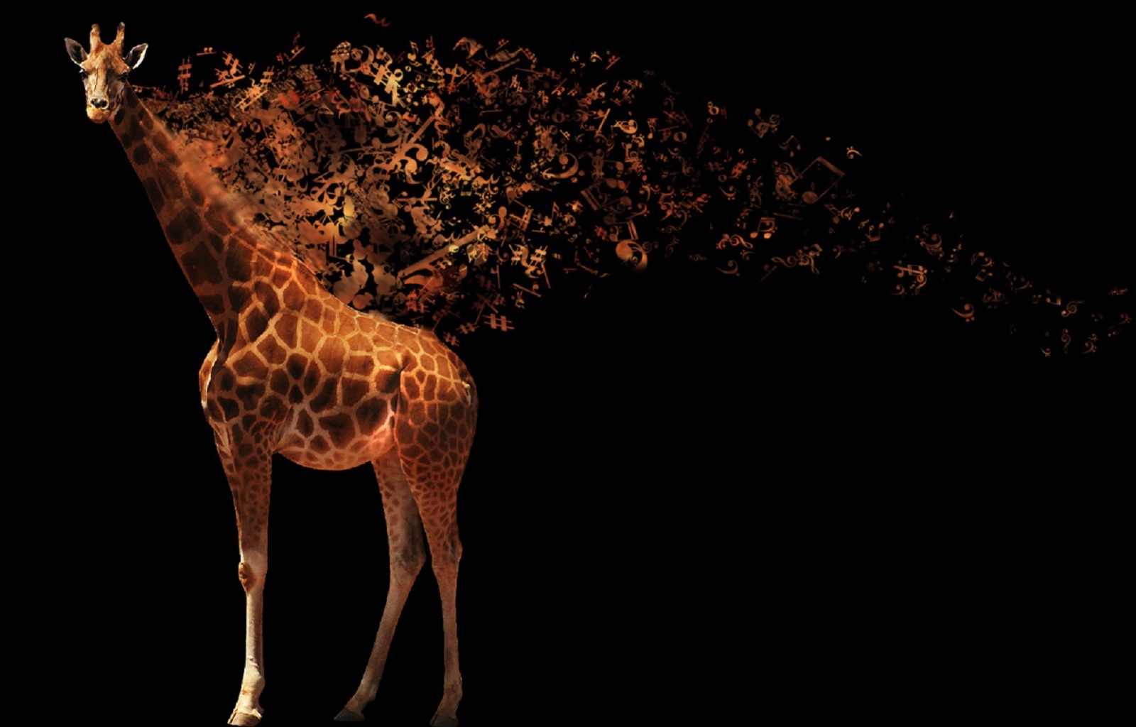 giraffes, animals, background, art photo, black