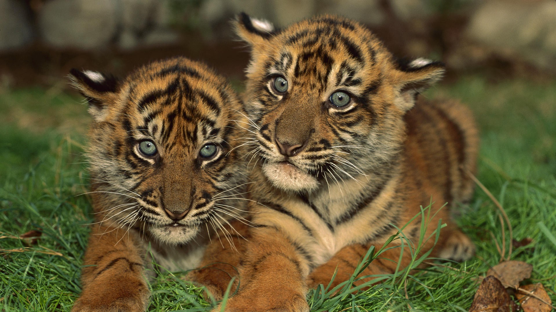 Download mobile wallpaper Cats, Animal, Tiger for free.