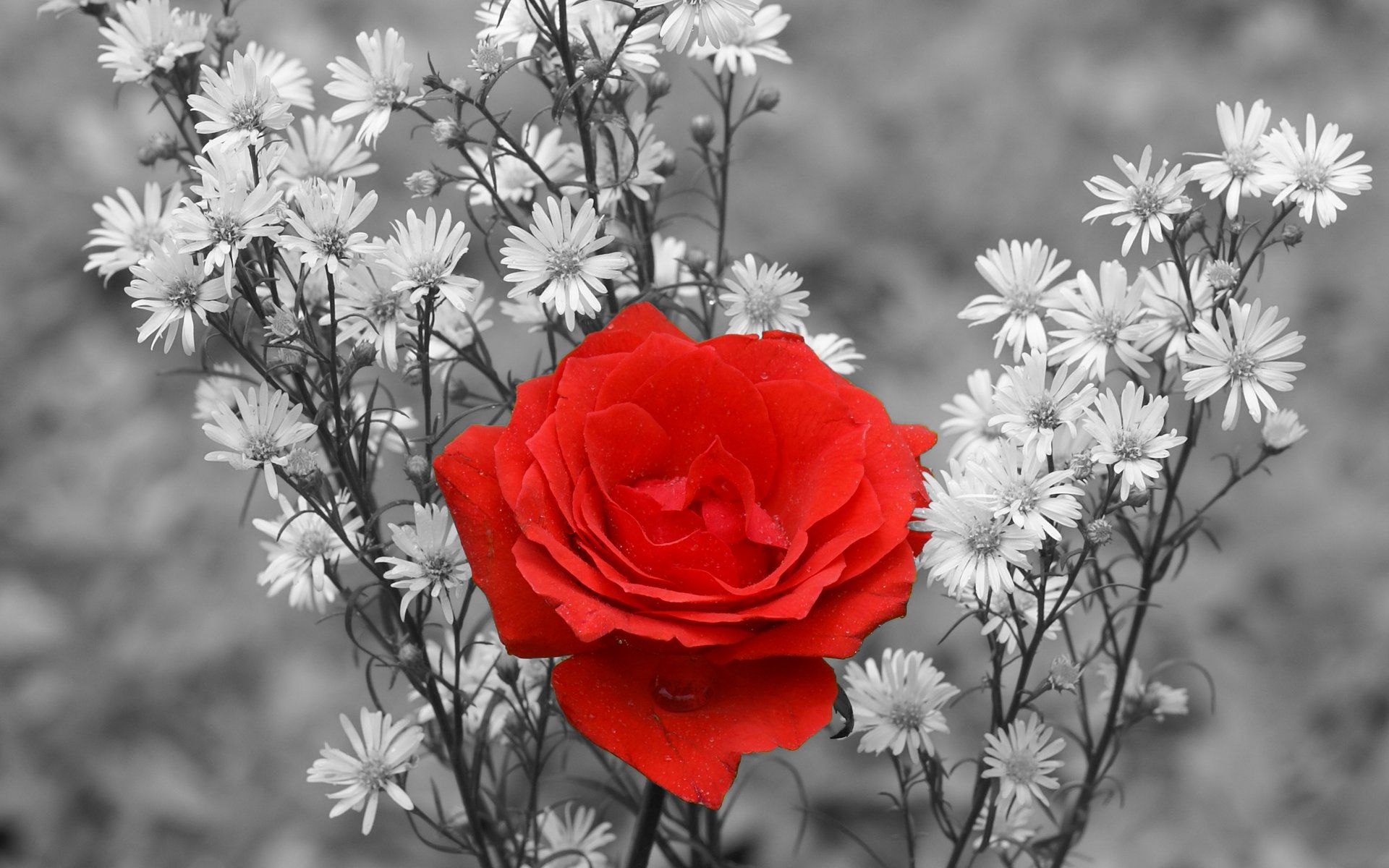 161284 скачать обои флауэрсы, роза, цветок, природа, красная роза, выборочный цвет, земля/природа - заставки и картинки бесплатно
