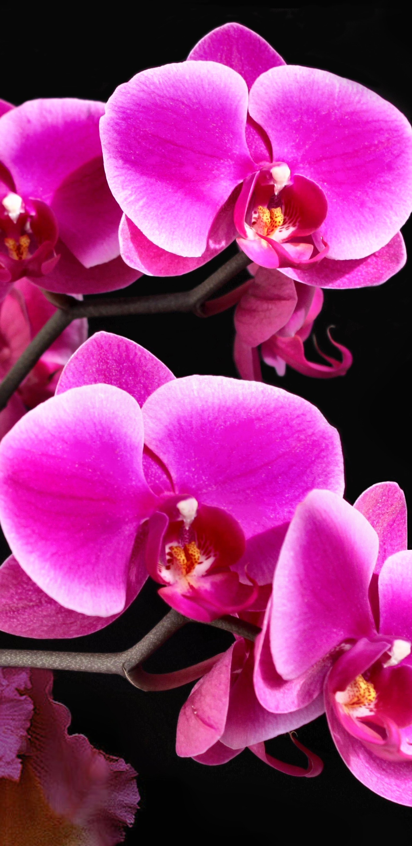 Скачати мобільні шпалери Квітка, Земля, Орхідея, Флауерзи безкоштовно.