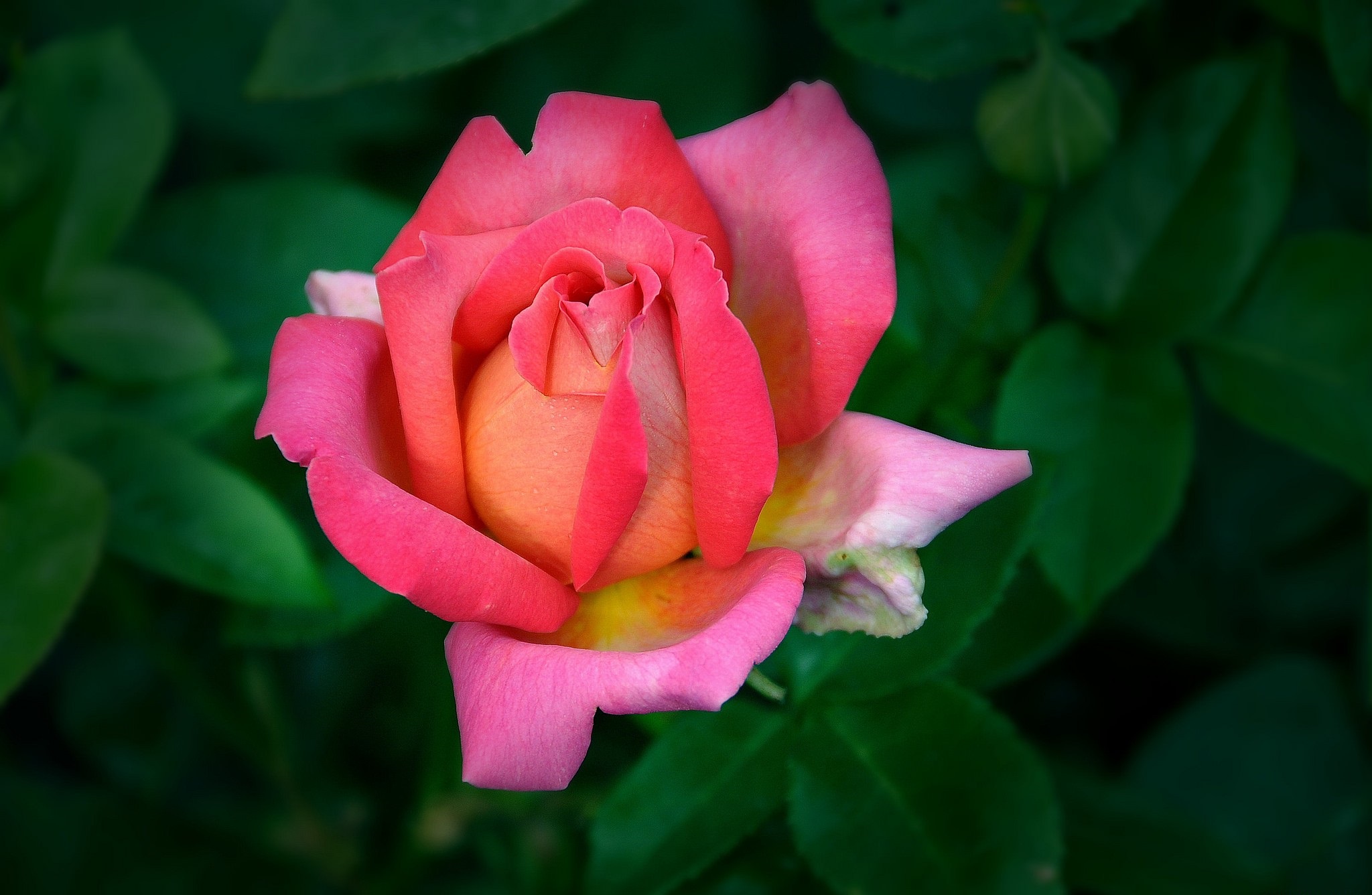 Descarga gratuita de fondo de pantalla para móvil de Flores, Rosa, Tierra/naturaleza.