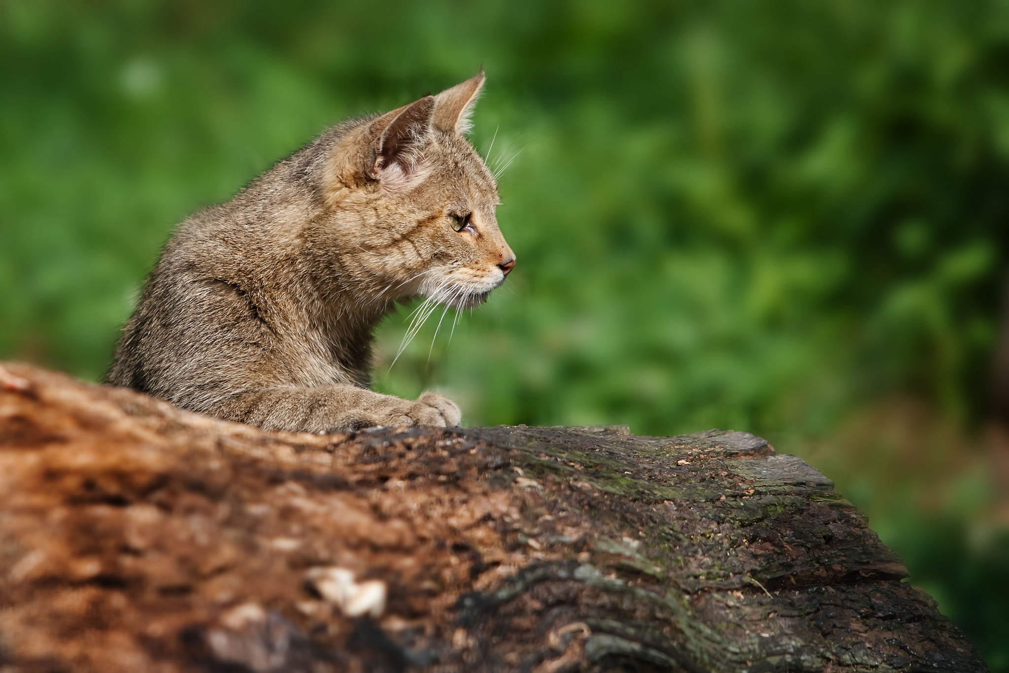 Handy-Wallpaper Tiere, Katzen, Katze kostenlos herunterladen.