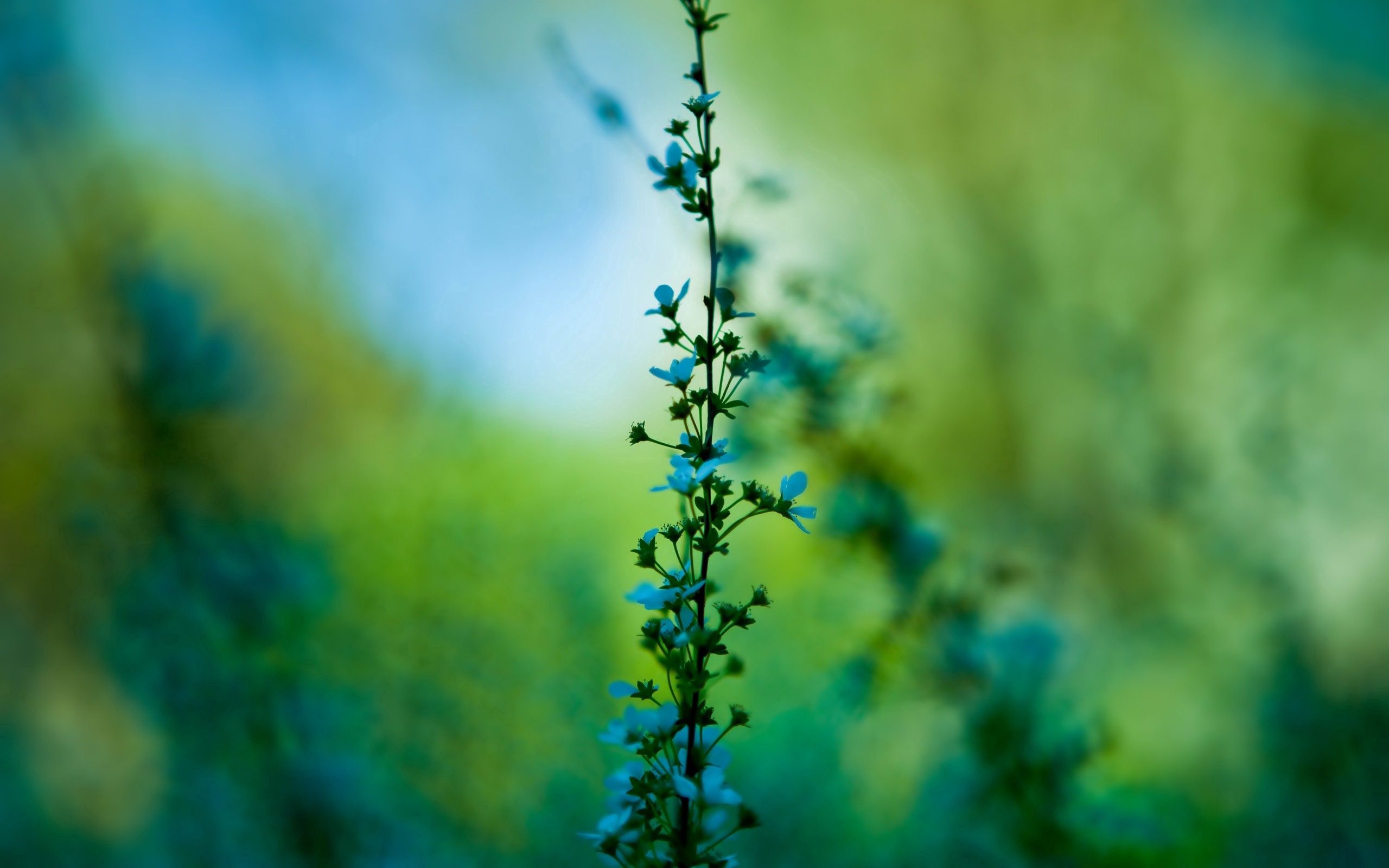 flowers, background, grass, macro, blur, smooth Full HD
