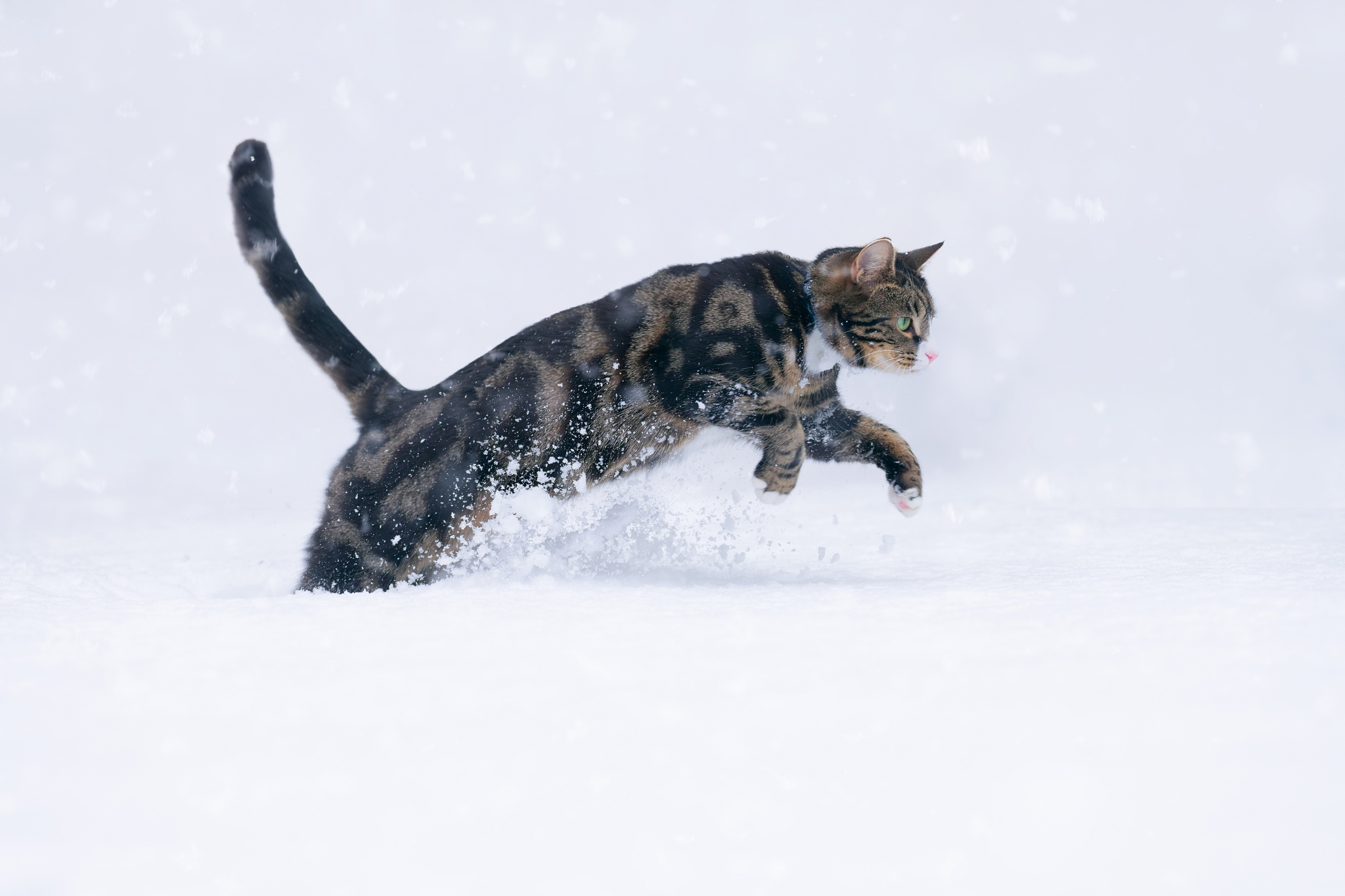 Handy-Wallpaper Tiere, Winter, Katzen, Schnee, Katze kostenlos herunterladen.