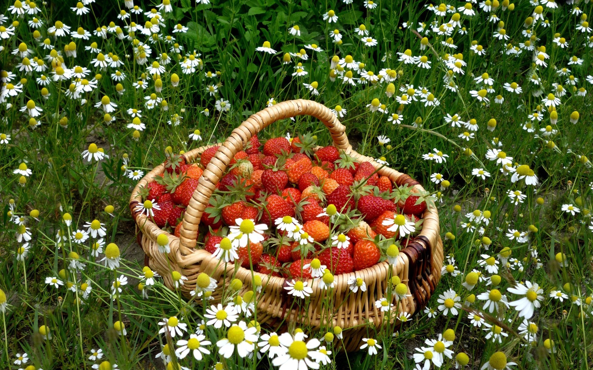 food, strawberry, basket, daisy, nature, still life, white flower, fruits