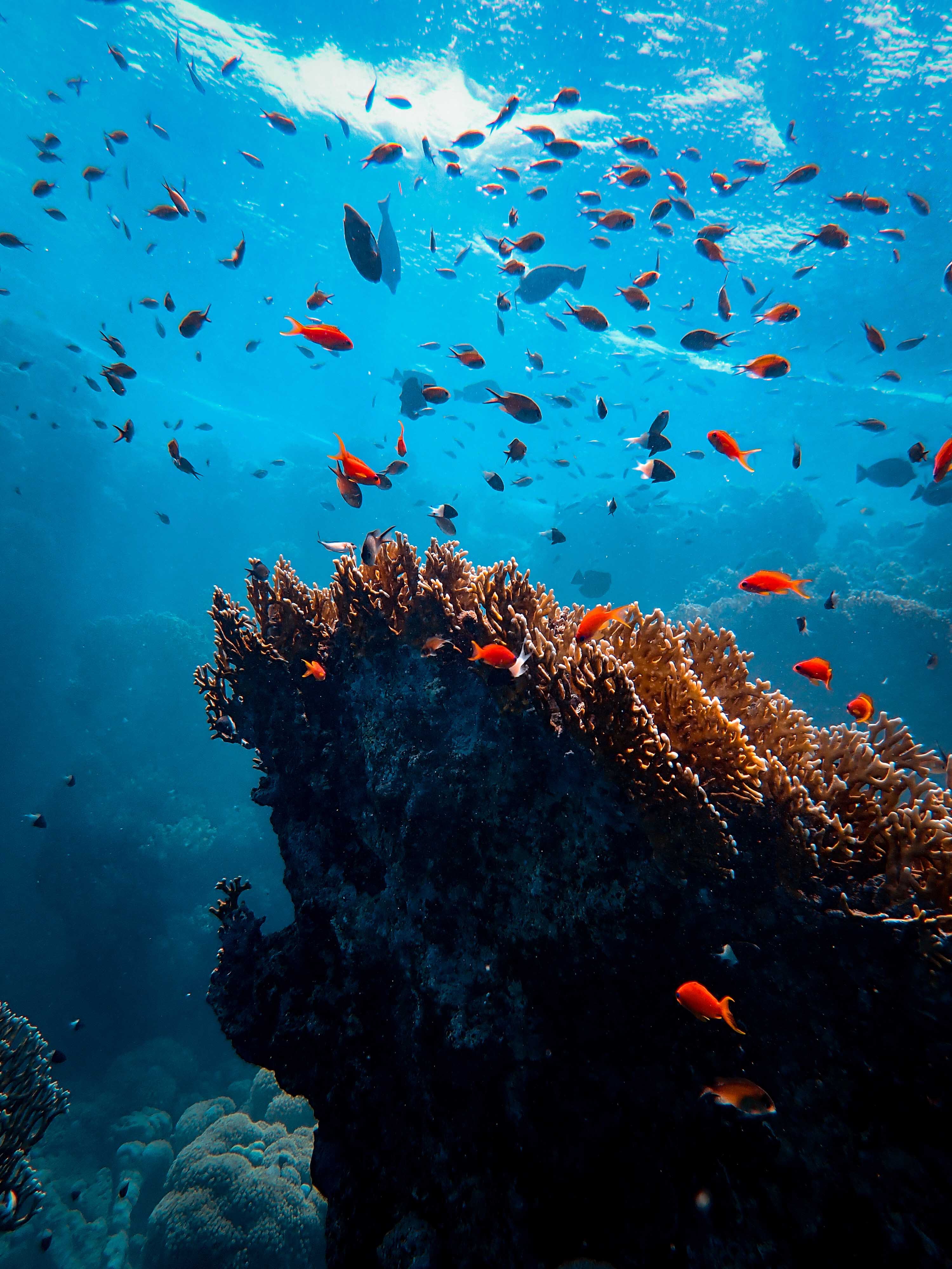 coral, animals, fishes, underwater world, seaweed, algae