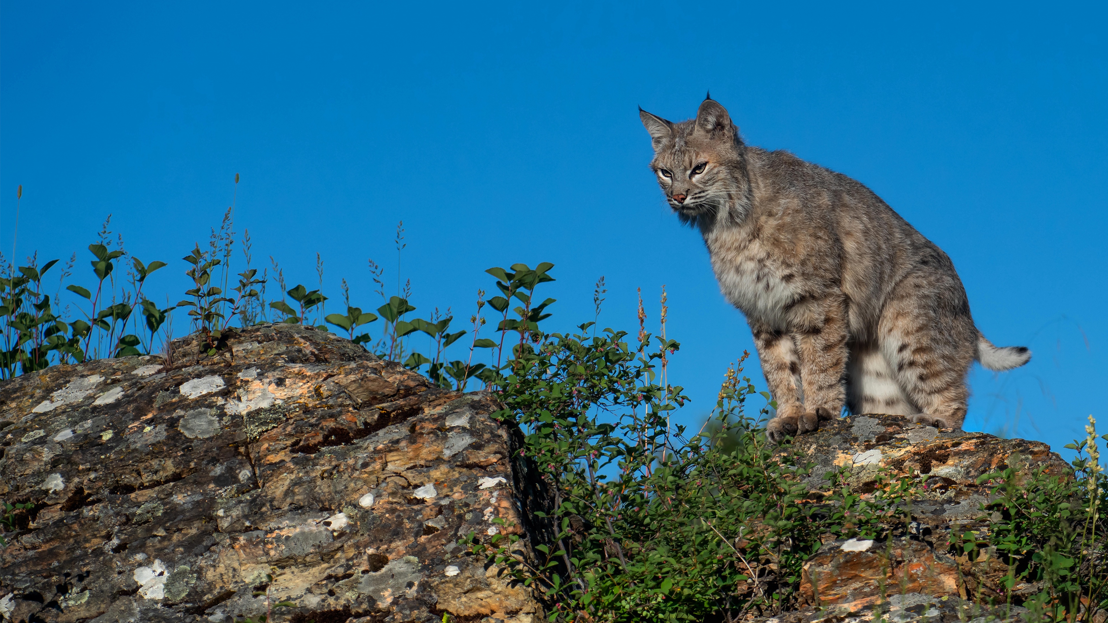 Download mobile wallpaper Cats, Animal, Lynx for free.