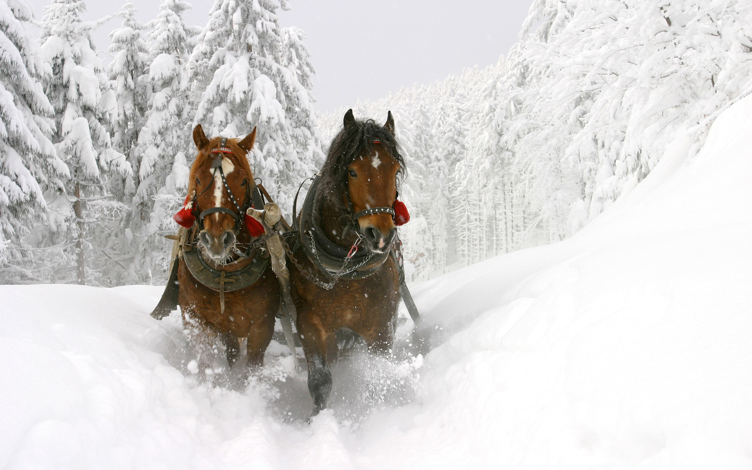 Handy-Wallpaper Tiere, Hauspferd kostenlos herunterladen.