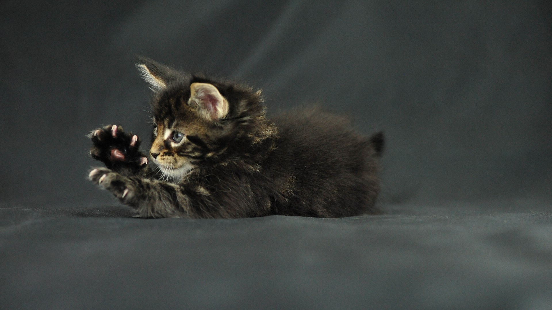 Handy-Wallpaper Tiere, Katzen, Katze kostenlos herunterladen.