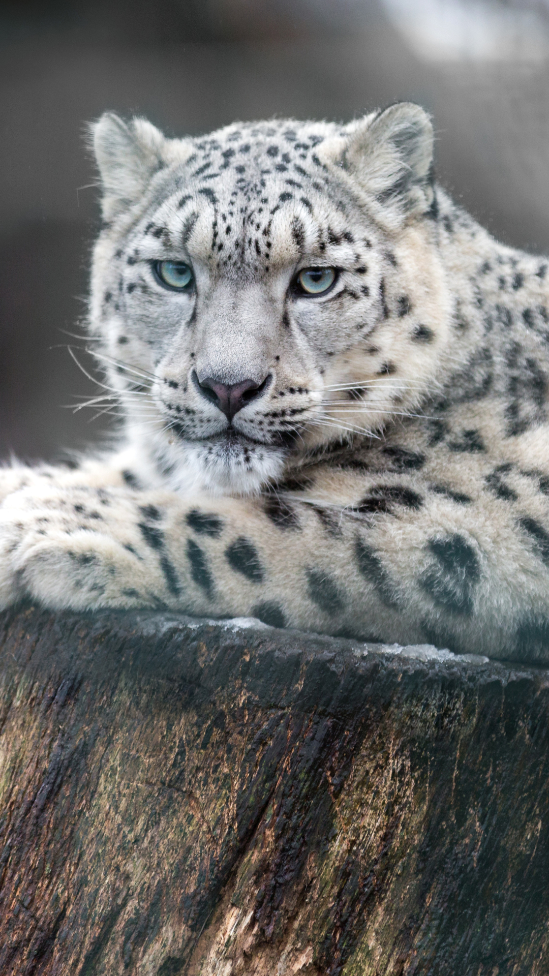 Descarga gratuita de fondo de pantalla para móvil de Animales, Gatos, Leopardo De Las Nieves.