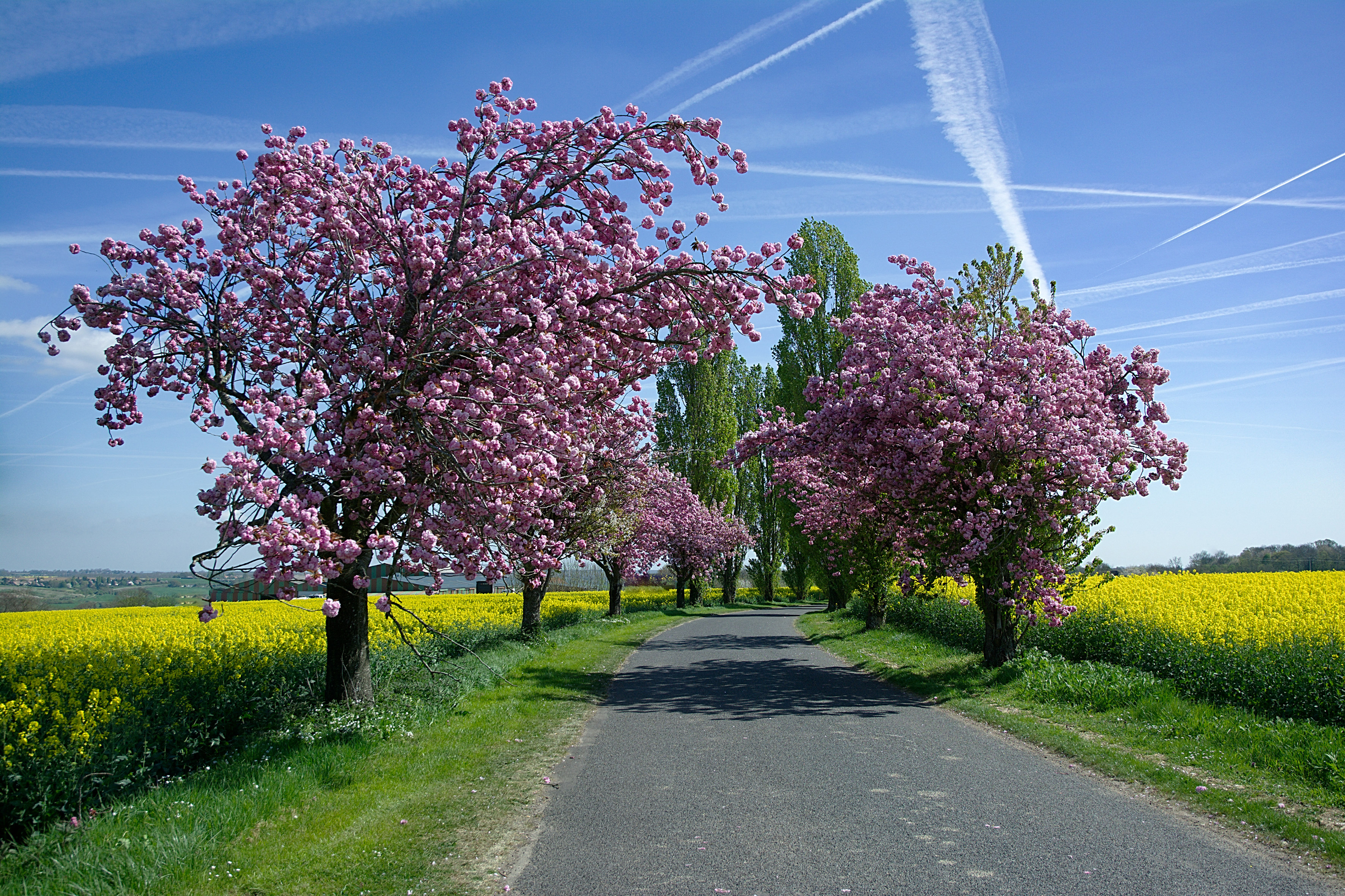 841426 завантажити шпалери весна, створено людиною, дорога, цвітіння, поле, ріпак, дерево - заставки і картинки безкоштовно