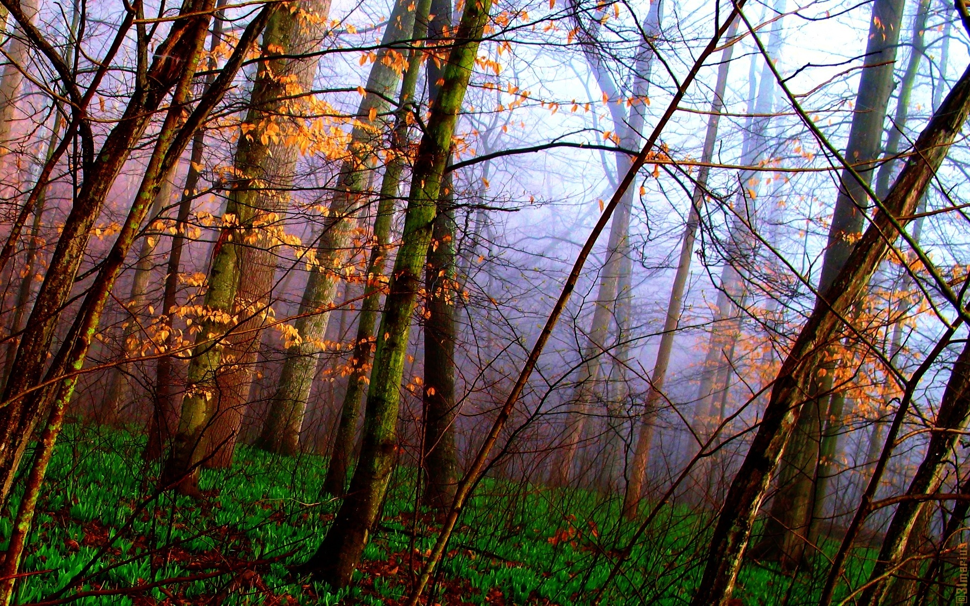 Free download wallpaper Forest, Tree, Fog, Fall, Earth on your PC desktop