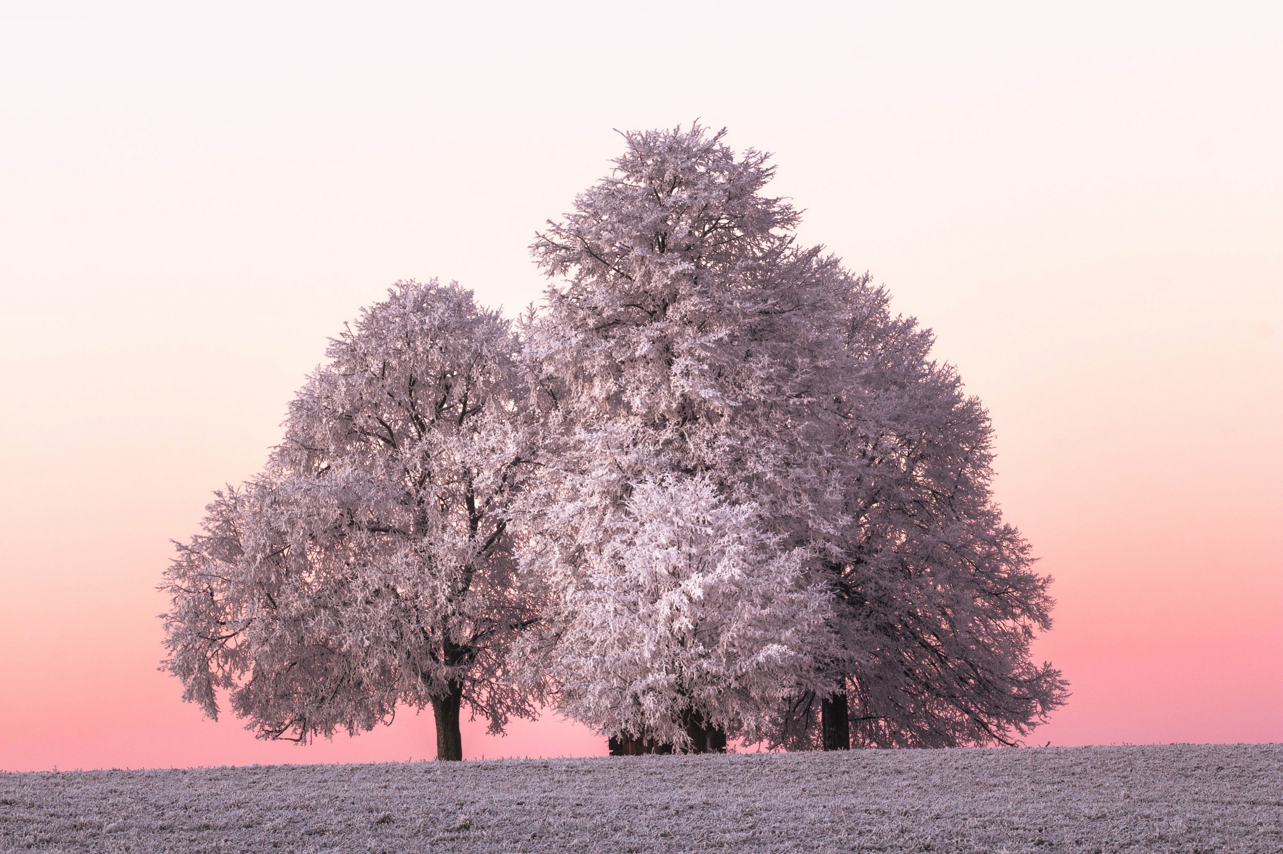 Download mobile wallpaper Winter, Nature, Tree, Earth for free.