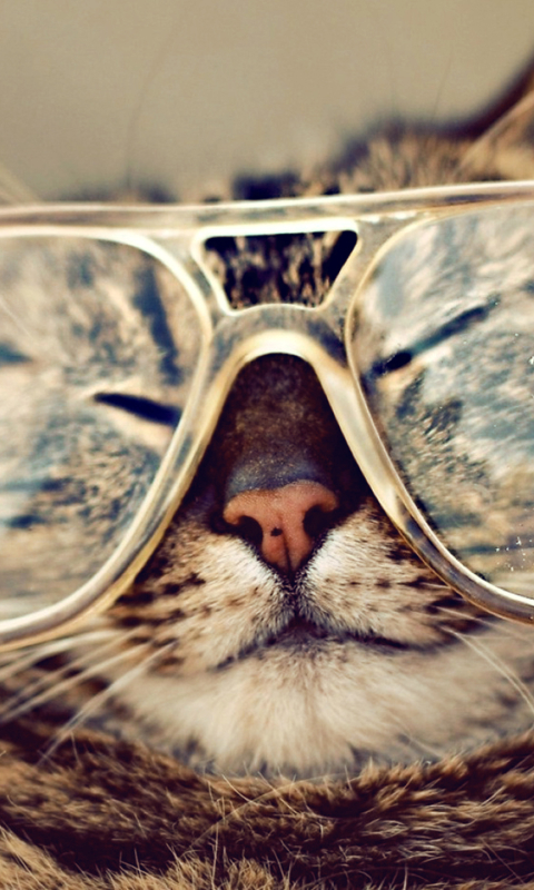 Handy-Wallpaper Tiere, Katzen, Katze, Brille kostenlos herunterladen.