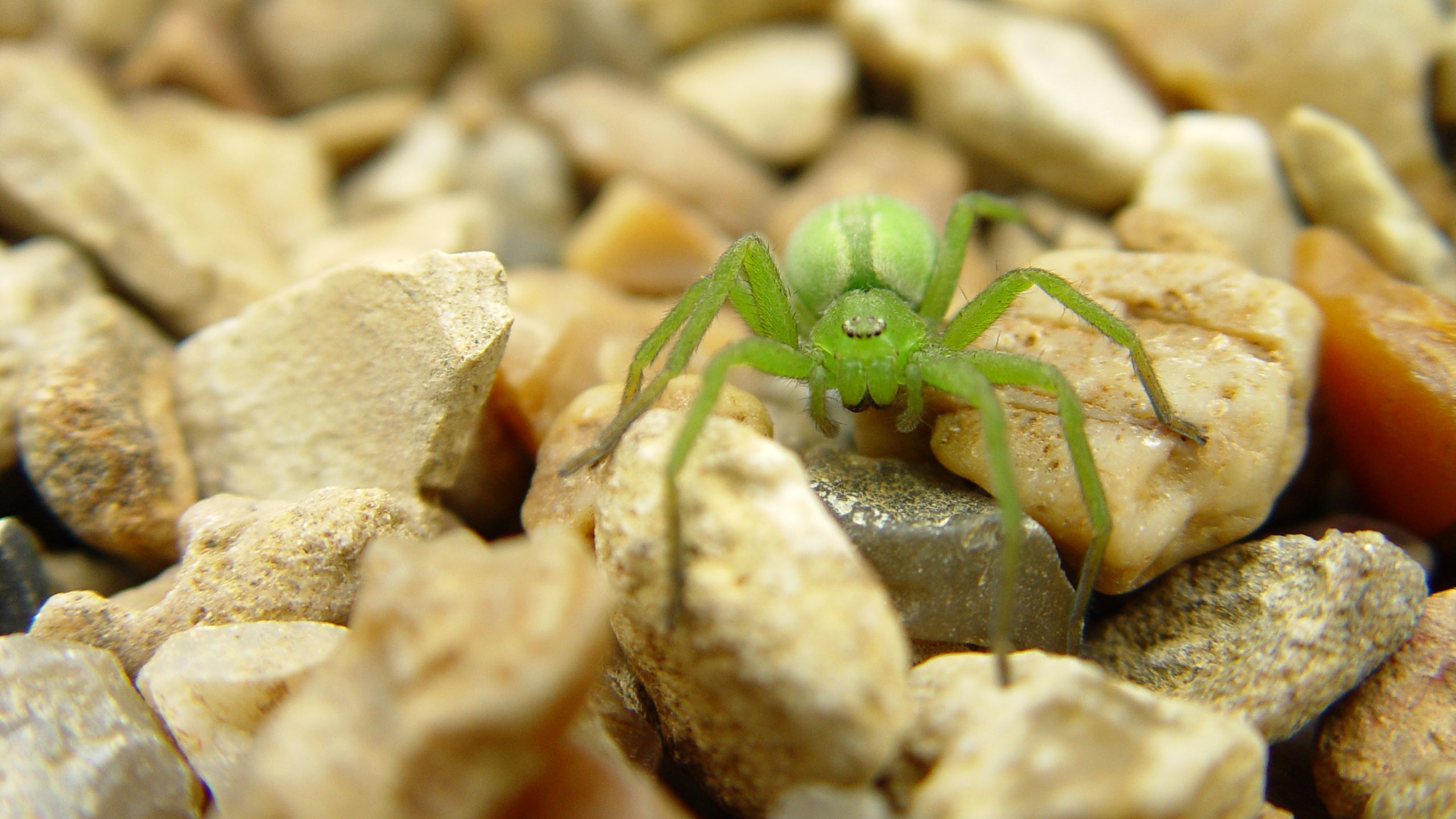 Download mobile wallpaper Green Huntsman Spider, Spiders, Spider, Animal for free.