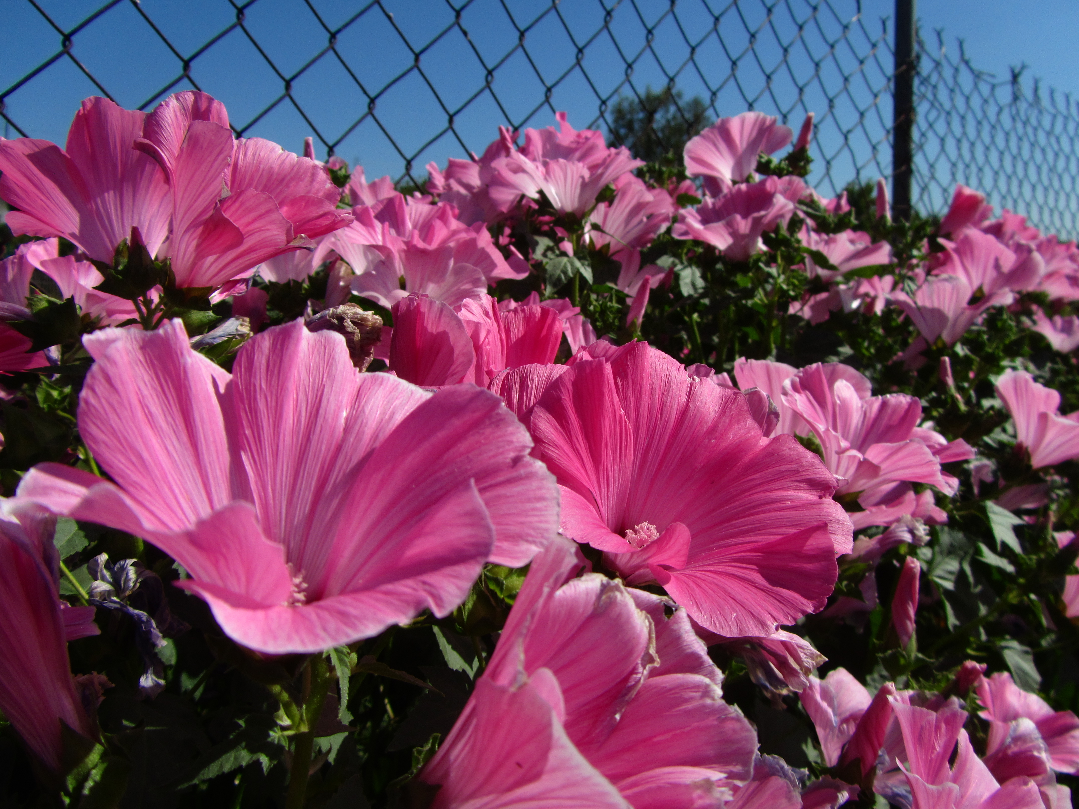 Free download wallpaper Flowers, Flower, Earth on your PC desktop