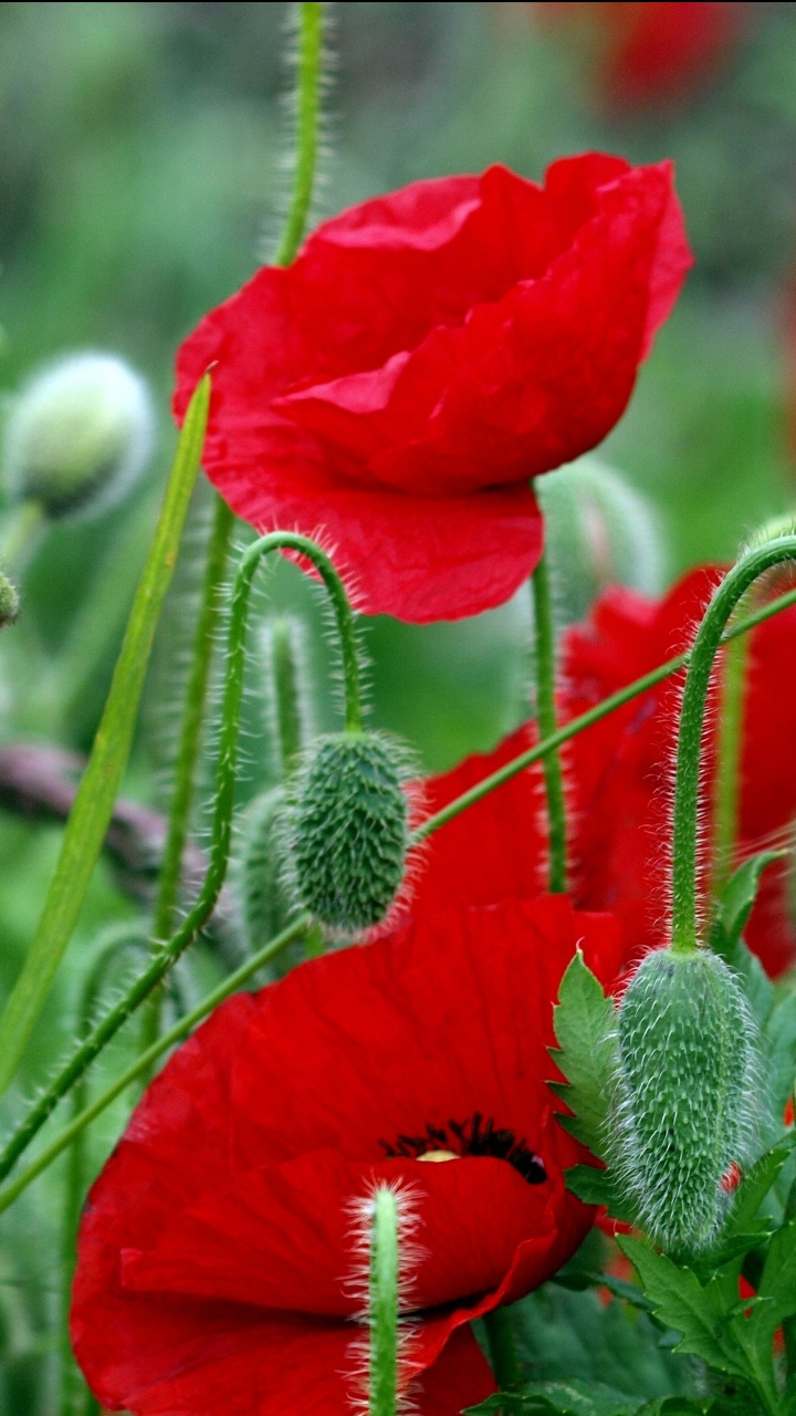 Descarga gratuita de fondo de pantalla para móvil de Flores, Flor, Amapola, Flor Roja, Tierra/naturaleza.