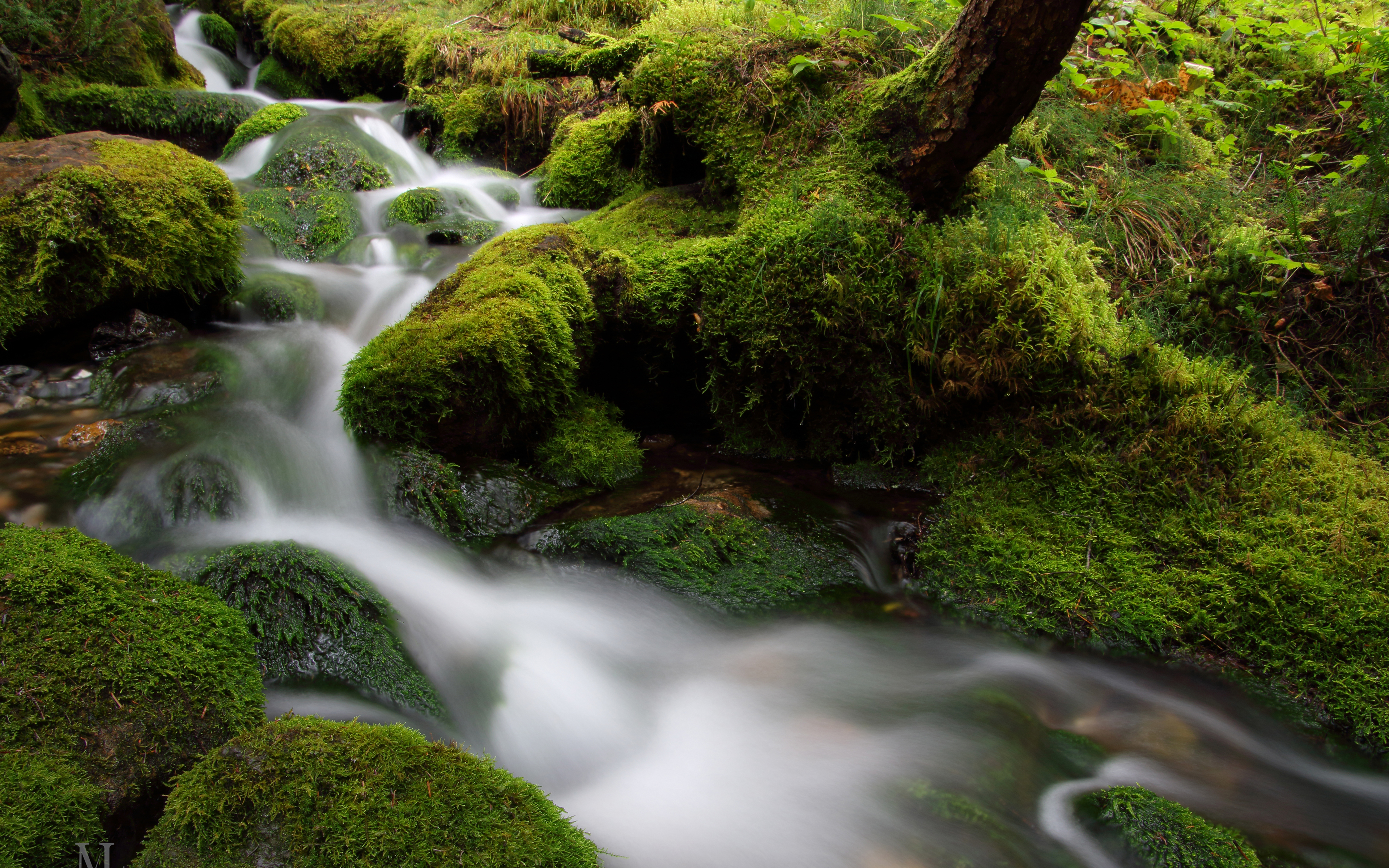 Descarga gratuita de fondo de pantalla para móvil de Naturaleza, Musgo, Chorro, Tierra/naturaleza.