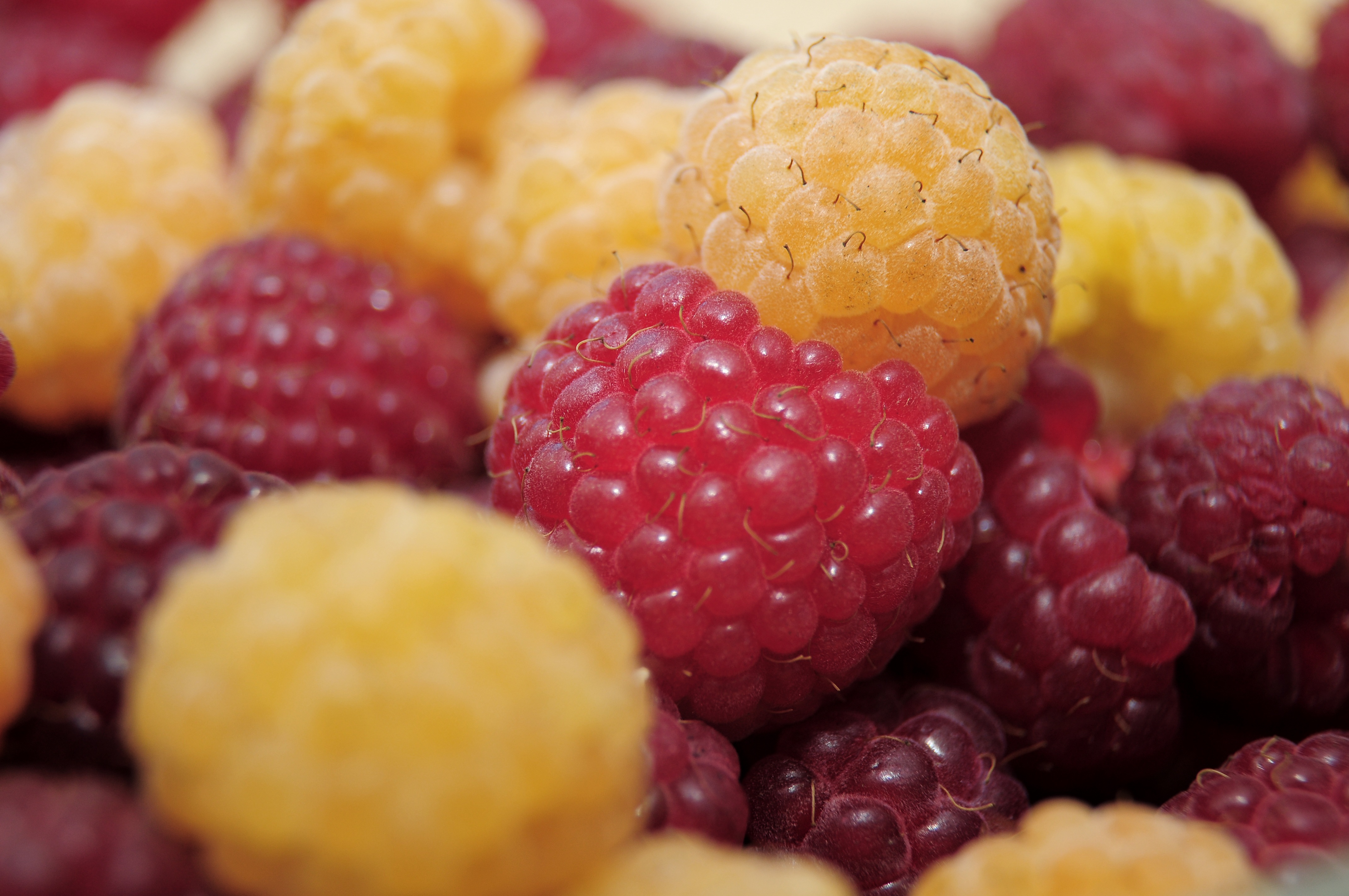 raspberry, berries, macro, sweet, ripe