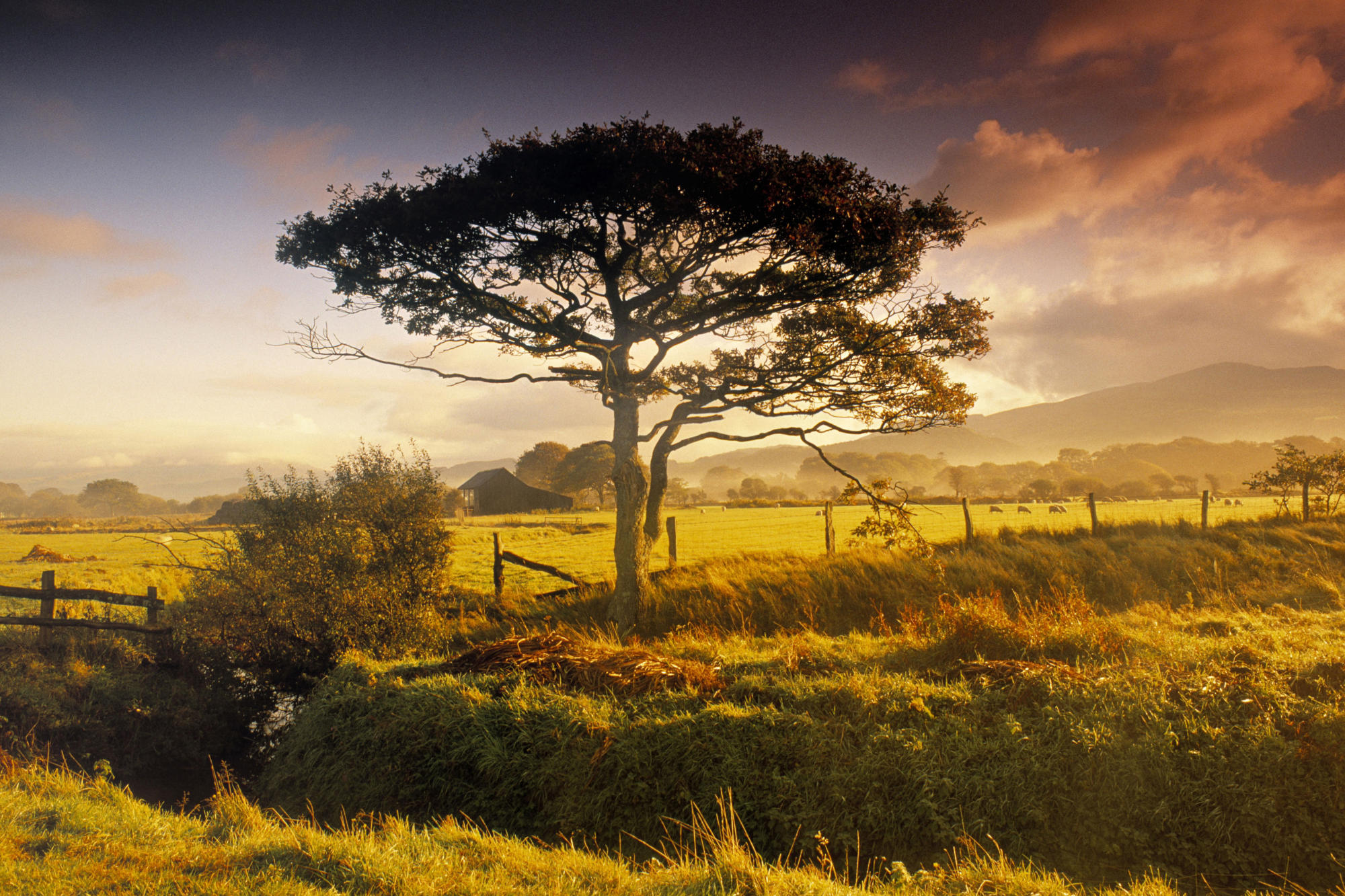 521171 завантажити картинку нова зеландія, дерева, земля, дерево - шпалери і заставки безкоштовно