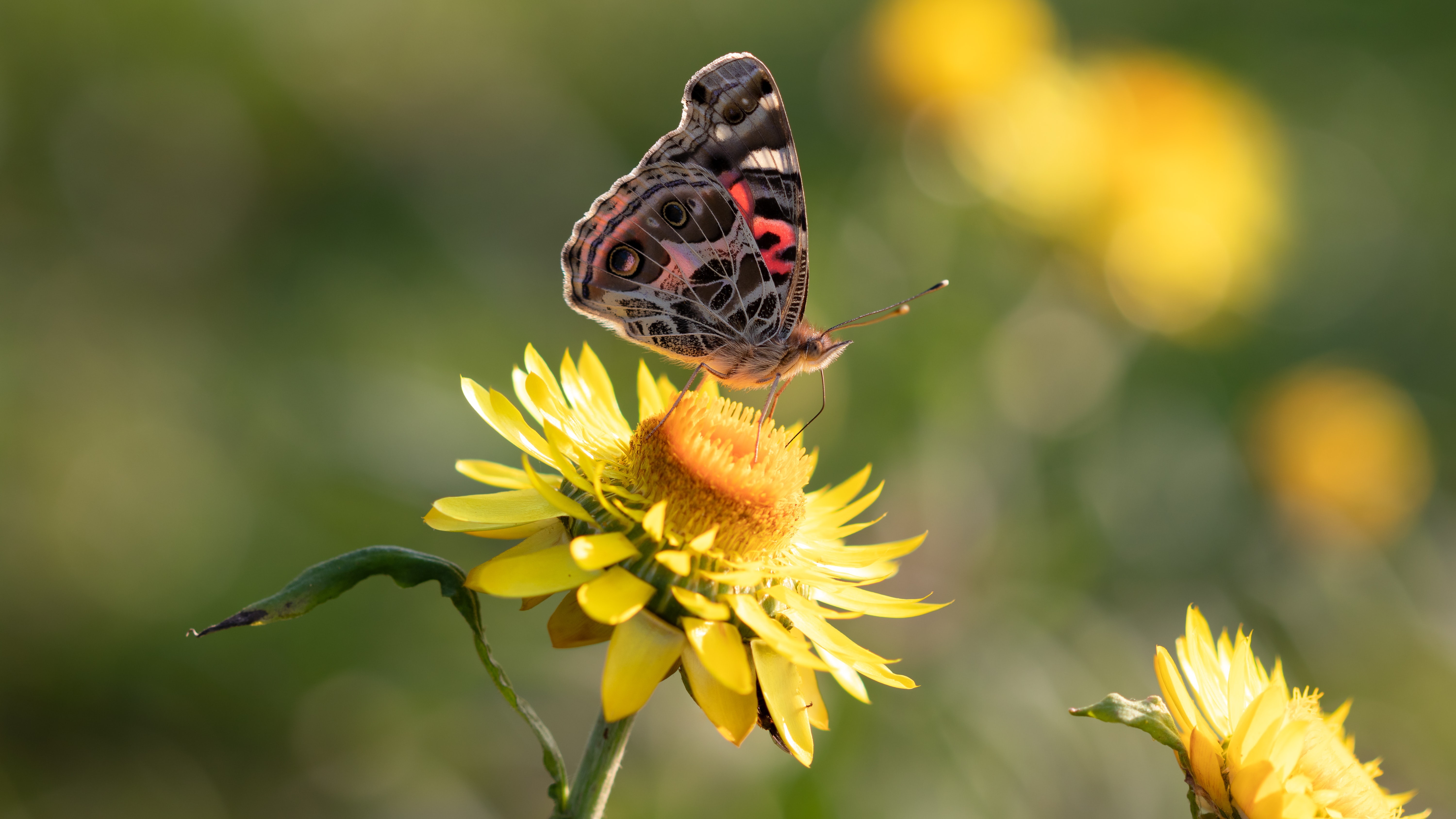 Handy-Wallpaper Tiere, Schmetterlinge, Blume, Insekt, Gelbe Blume kostenlos herunterladen.