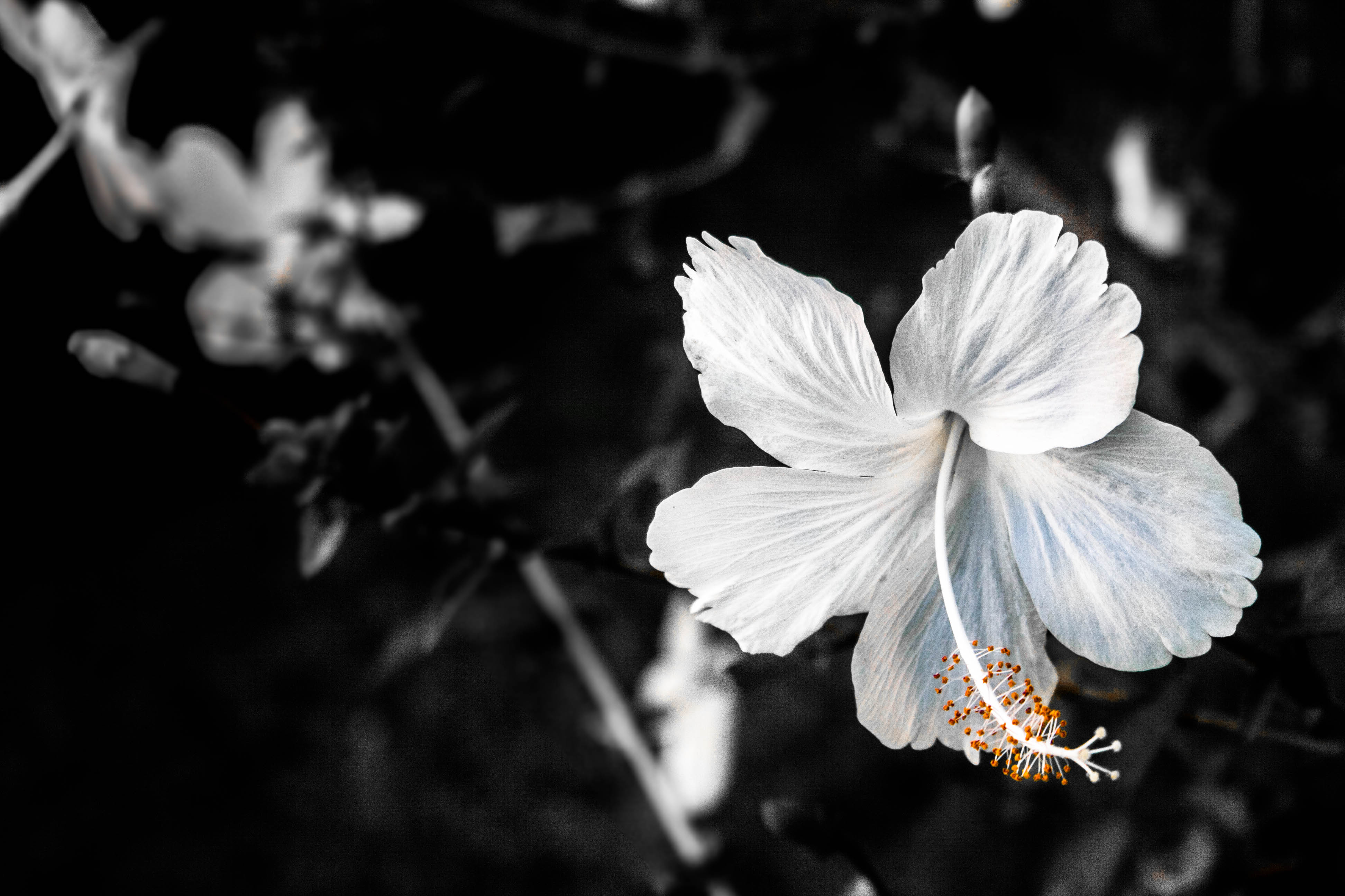 Téléchargez des papiers peints mobile Fleurs, Fleur, Terre/nature gratuitement.