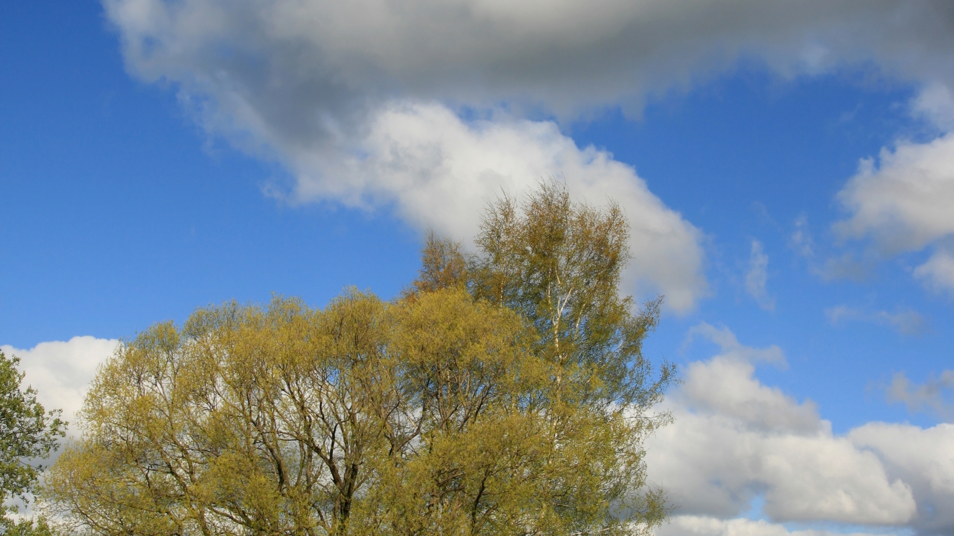 Téléchargez gratuitement l'image Arbre, Des Arbres, Terre/nature sur le bureau de votre PC