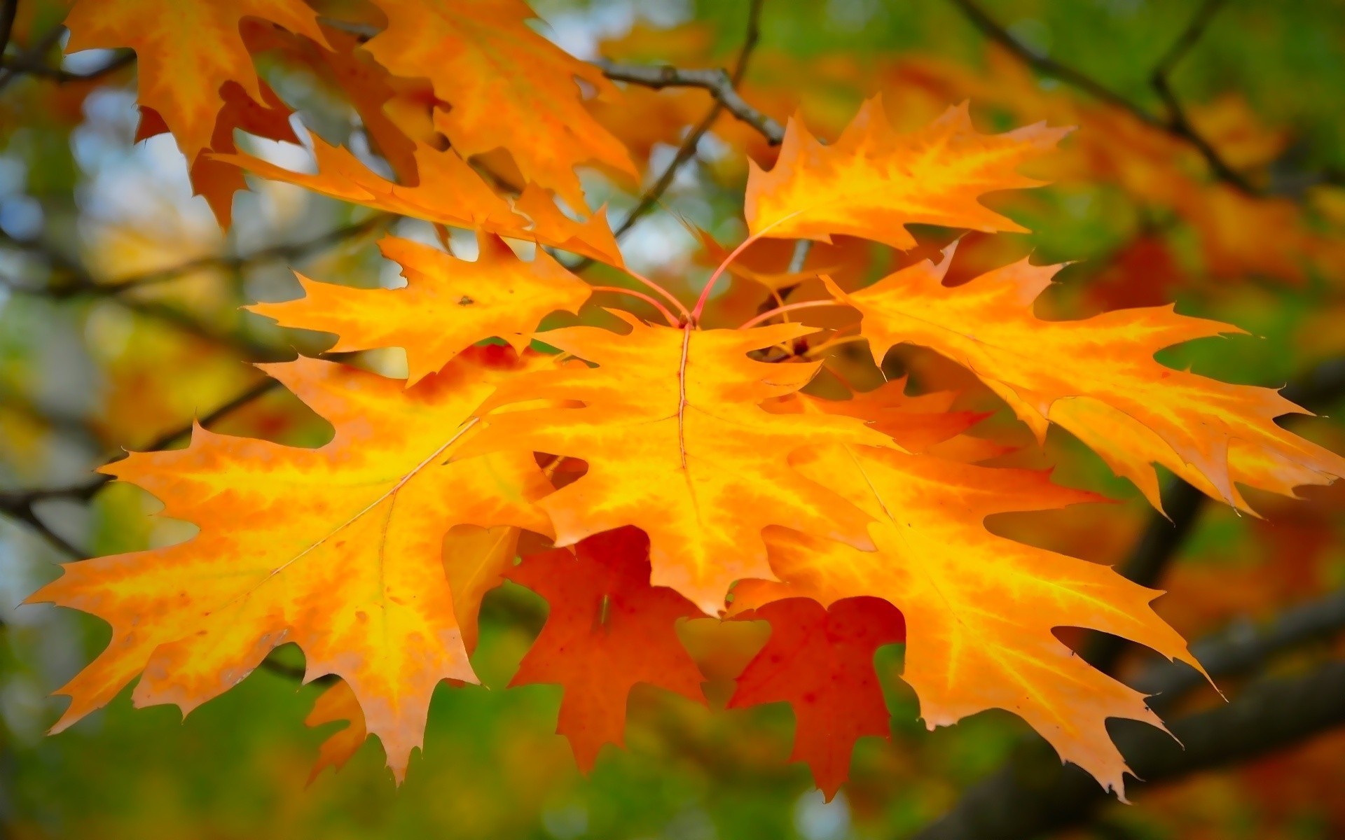 PCデスクトップに自然, 秋, 葉, 地球, シーズン画像を無料でダウンロード