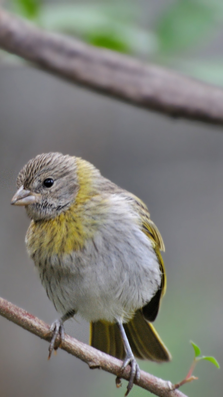 Download mobile wallpaper Birds, Bird, Branch, Animal for free.