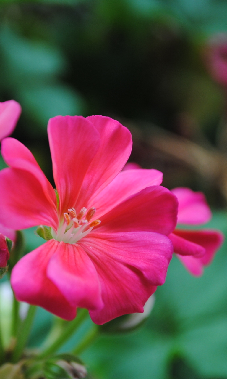 Descarga gratuita de fondo de pantalla para móvil de Flores, Flor, Tierra/naturaleza.